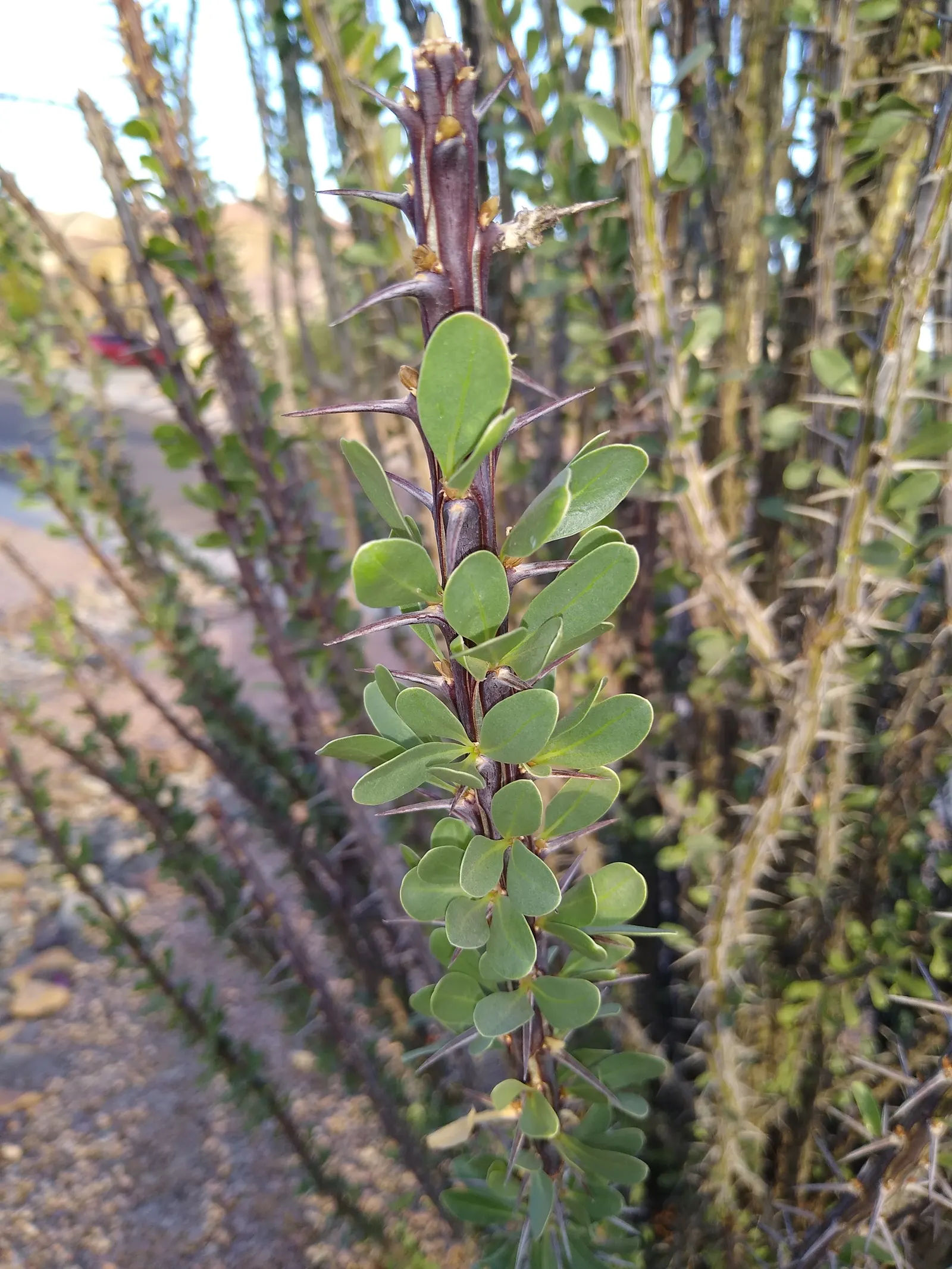 Ocotillo, Coachman's Whip (Fouquieria Splendens) — Ocotillo requires well-drained soil and thrives in full sun exposure; spine-covered canes that, image 113