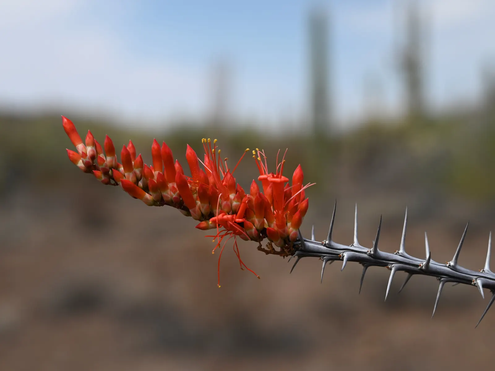 Ocotillo, Coachman's Whip (Fouquieria Splendens) — Regular supplemental watering can encourage leaf retention and more frequent flowering; it, image 88