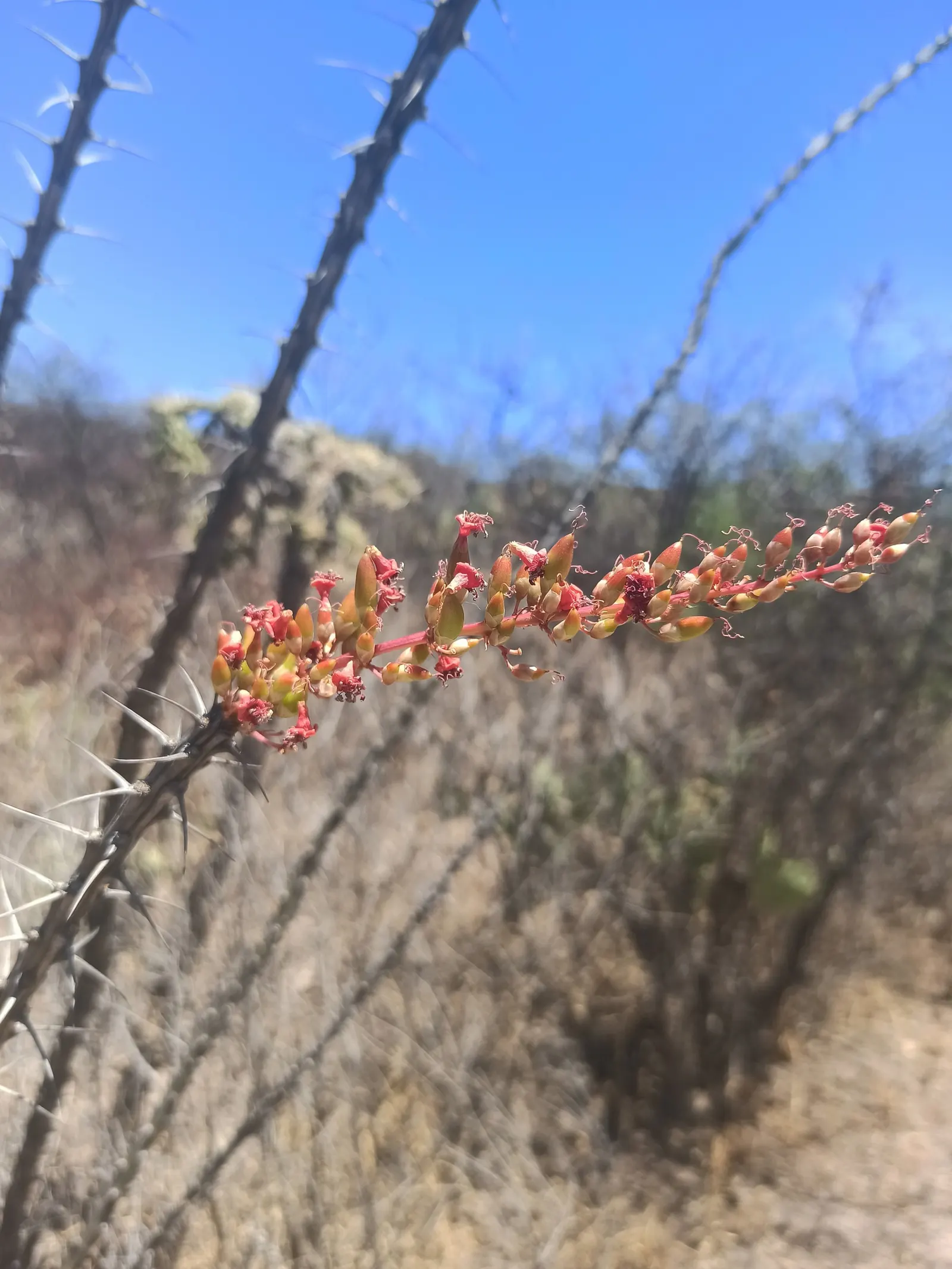 Ocotillo, Coachman's Whip (Fouquieria Splendens) — the plant boasts vibrant tubular flowers ranging from red to orange; with minimal water, image 79