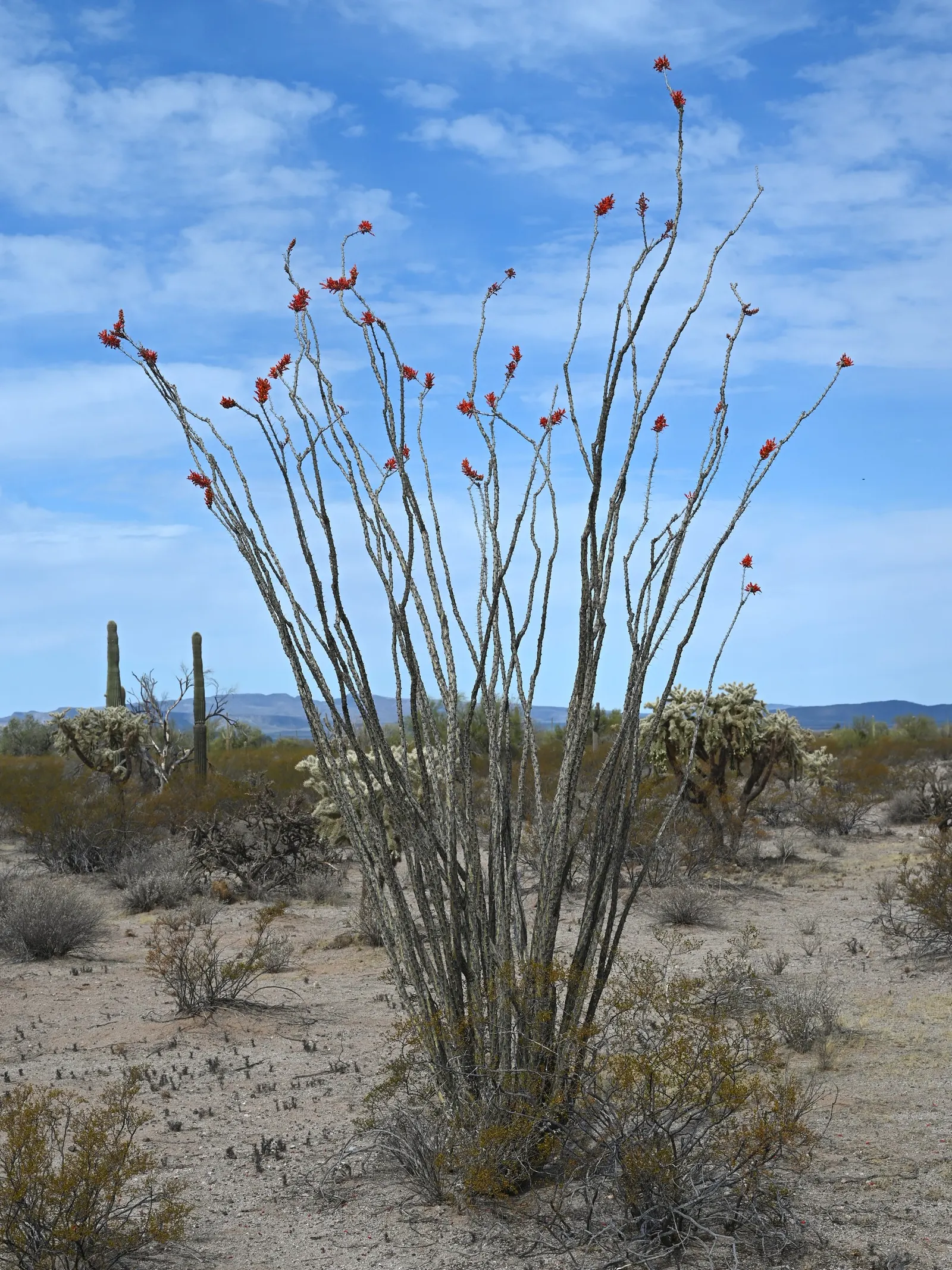 Ocotillo, Coachman's Whip (Fouquieria Splendens) — orange and red flowers in the garden; oval-shaped leaves along these canes, image 91