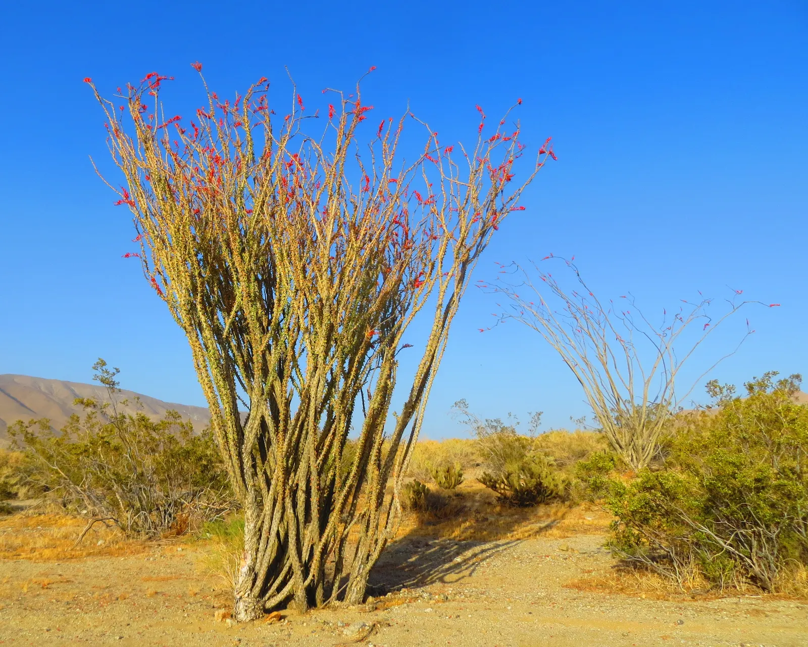 Ocotillo, Coachman's Whip (Fouquieria Splendens) — whip-like canes that burst with fiery red tubular flowers after rainfall