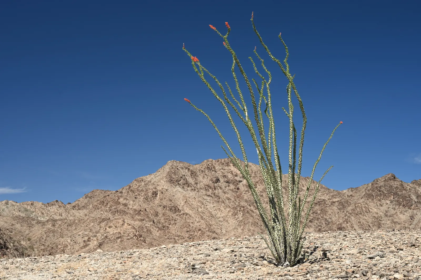 Ocotillo, Coachman's Whip (Fouquieria Splendens) — which typically bloom from March to June; succulent with orange and red blooms, image 80