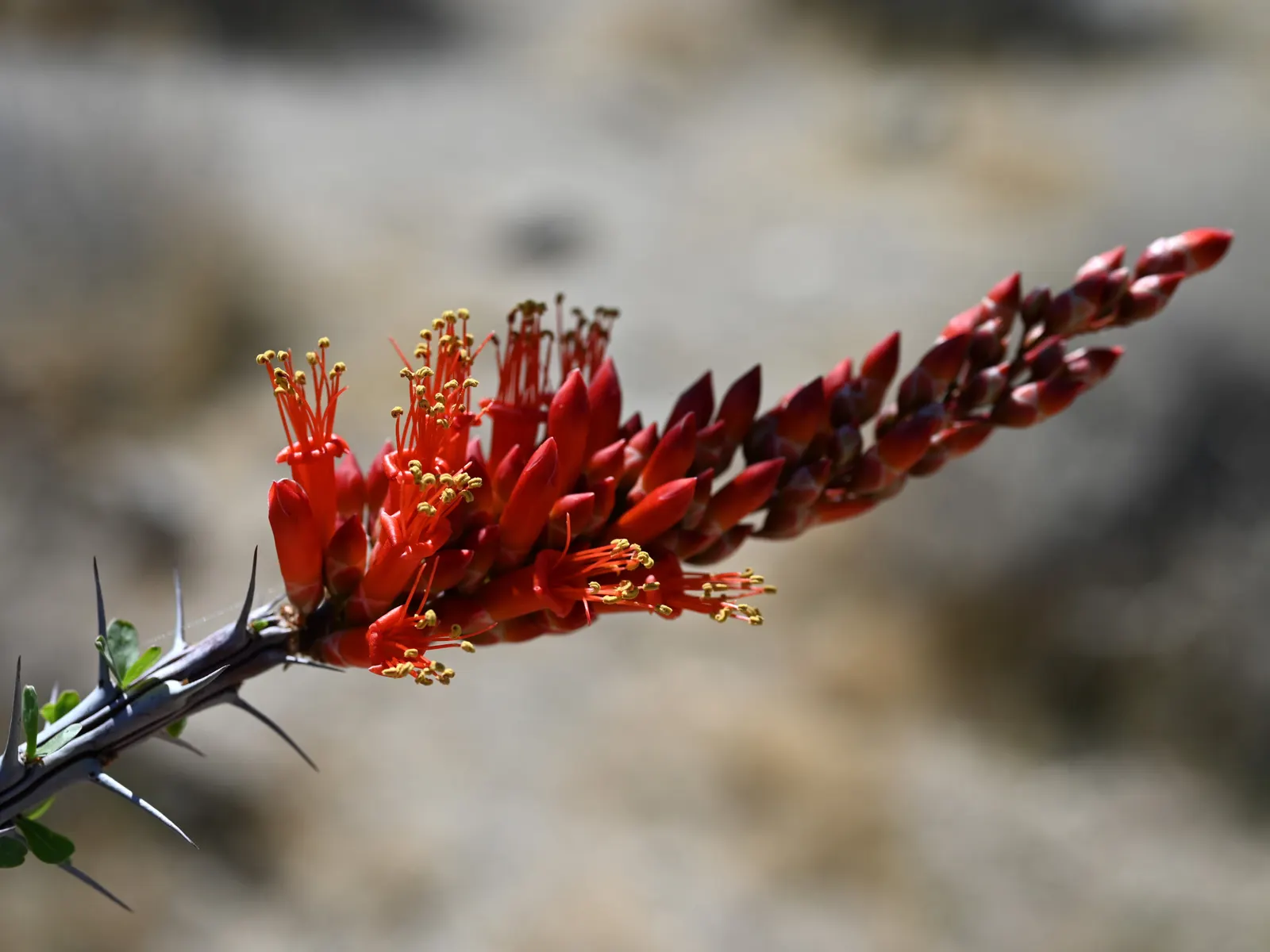 Ocotillo, Coachman's Whip (Fouquieria Splendens) — succulent with orange and red blooms; making it a perfect choice for xeriscaping or a, image 92