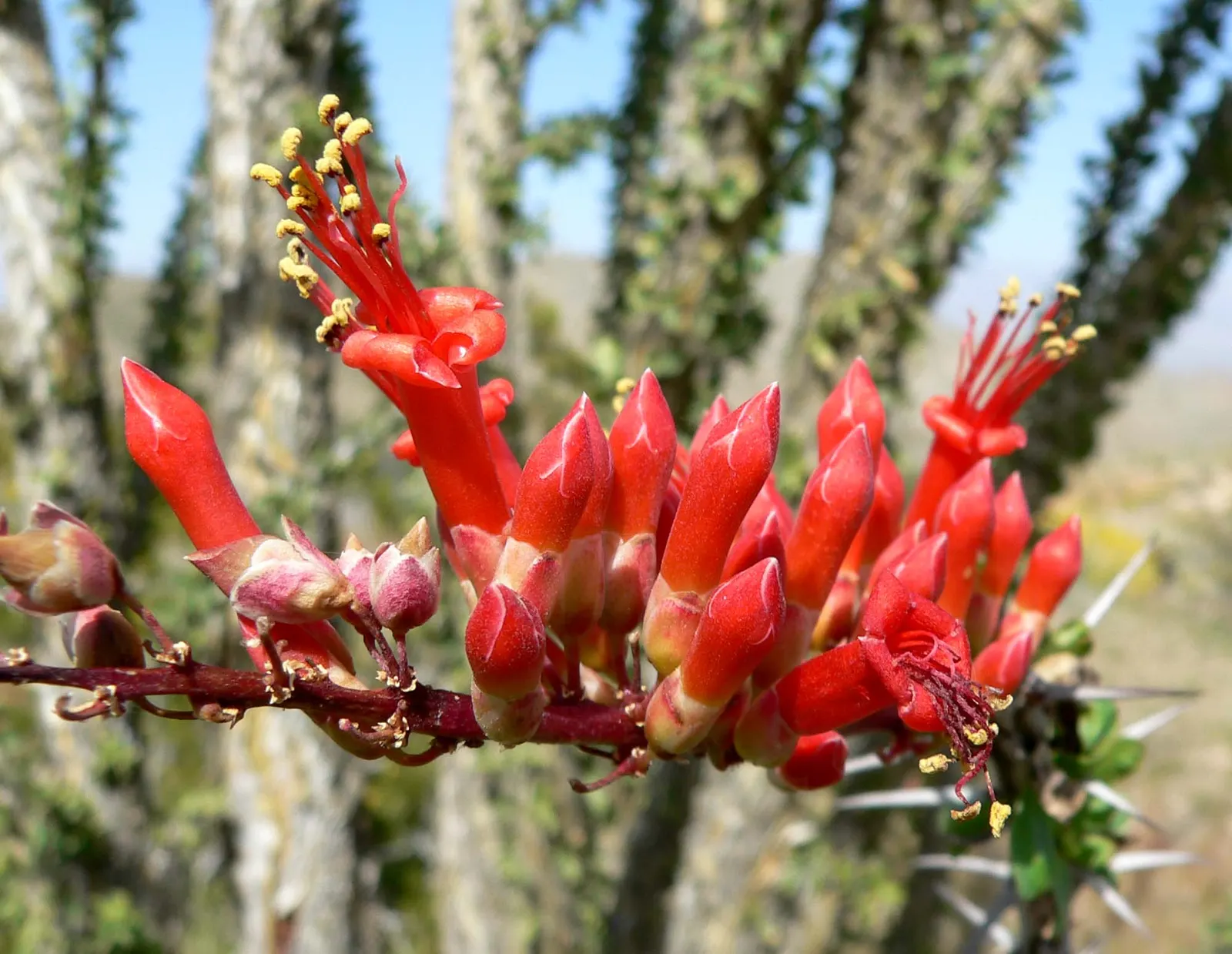 Ocotillo, Coachman's Whip (Fouquieria Splendens) — succulent for full; be mindful to place it at a safe distance from pedestrian paths to avoid, image 93