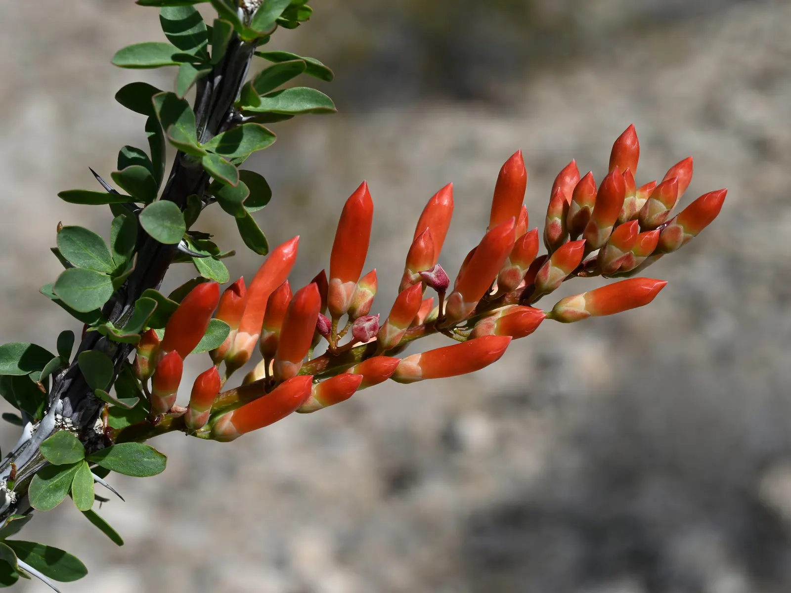 Ocotillo, Coachman's Whip (Fouquieria Splendens) — consider the Ocotillo's unique silhouette for dramatic vertical accents; the plant boasts, image 87