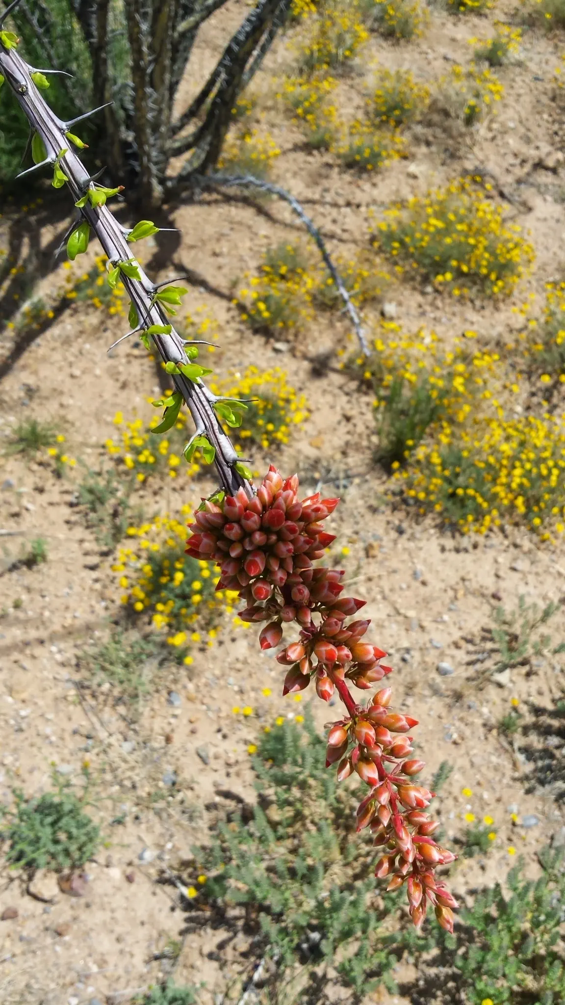 Ocotillo, Coachman's Whip (Fouquieria Splendens) — the plant boasts vibrant tubular flowers ranging from red to orange; with minimal water, image 110