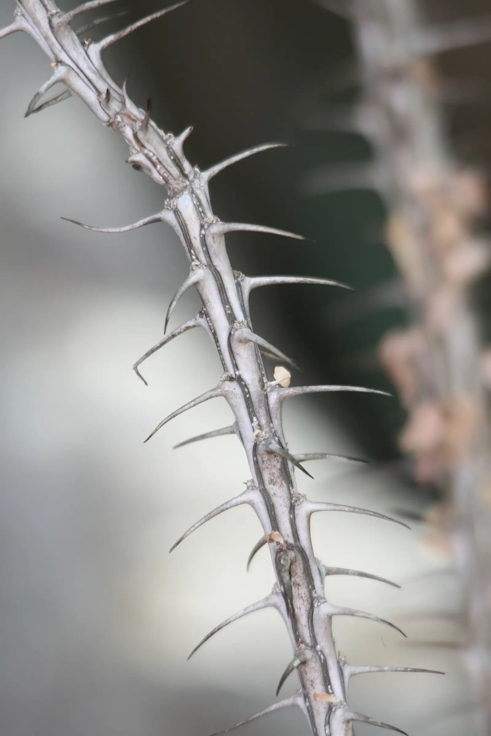 Ocotillo, Coachman's Whip (Fouquieria Splendens) — and are a known hummingbird attractant; ideal for xeriscaping, providing dramatic vertical, image 112