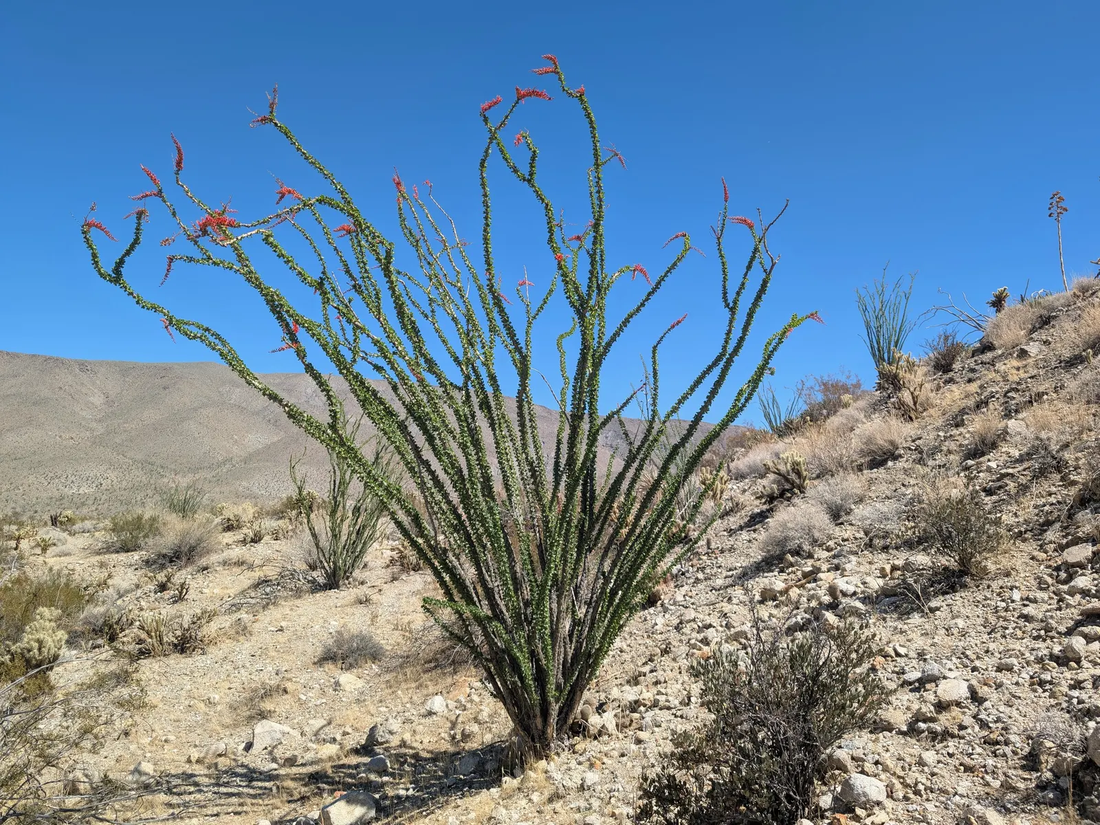 Ocotillo, Coachman's Whip (Fouquieria Splendens) — is a striking desert plant native to the Southwest USA; with a spread of approximately 10 feet, image 95