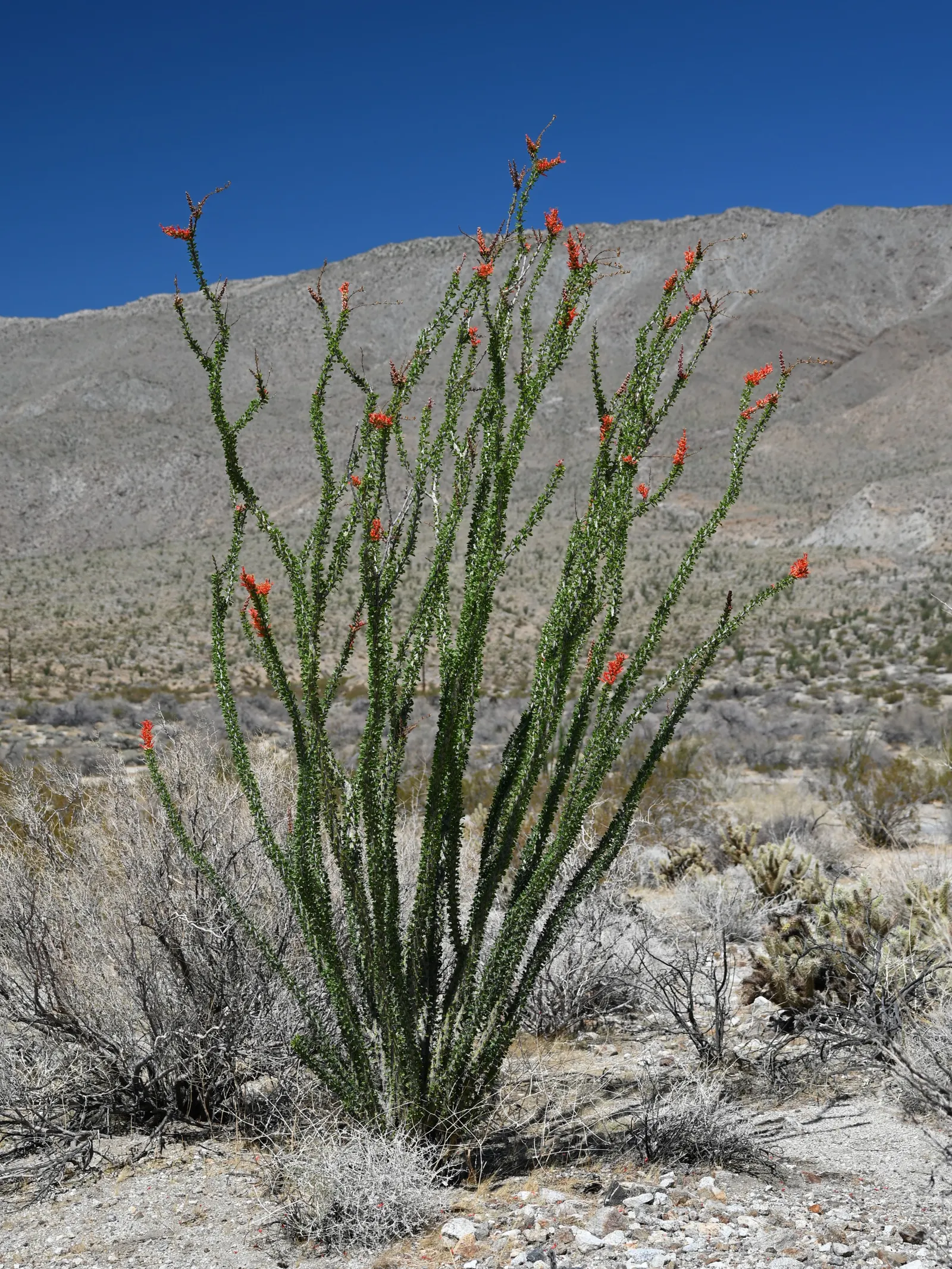 Ocotillo, Coachman's Whip (Fouquieria Splendens) — The Ocotillo (Fouquieria splendens); thrives in well-drained soils; full sun; USDA Zone 7-11, image 94