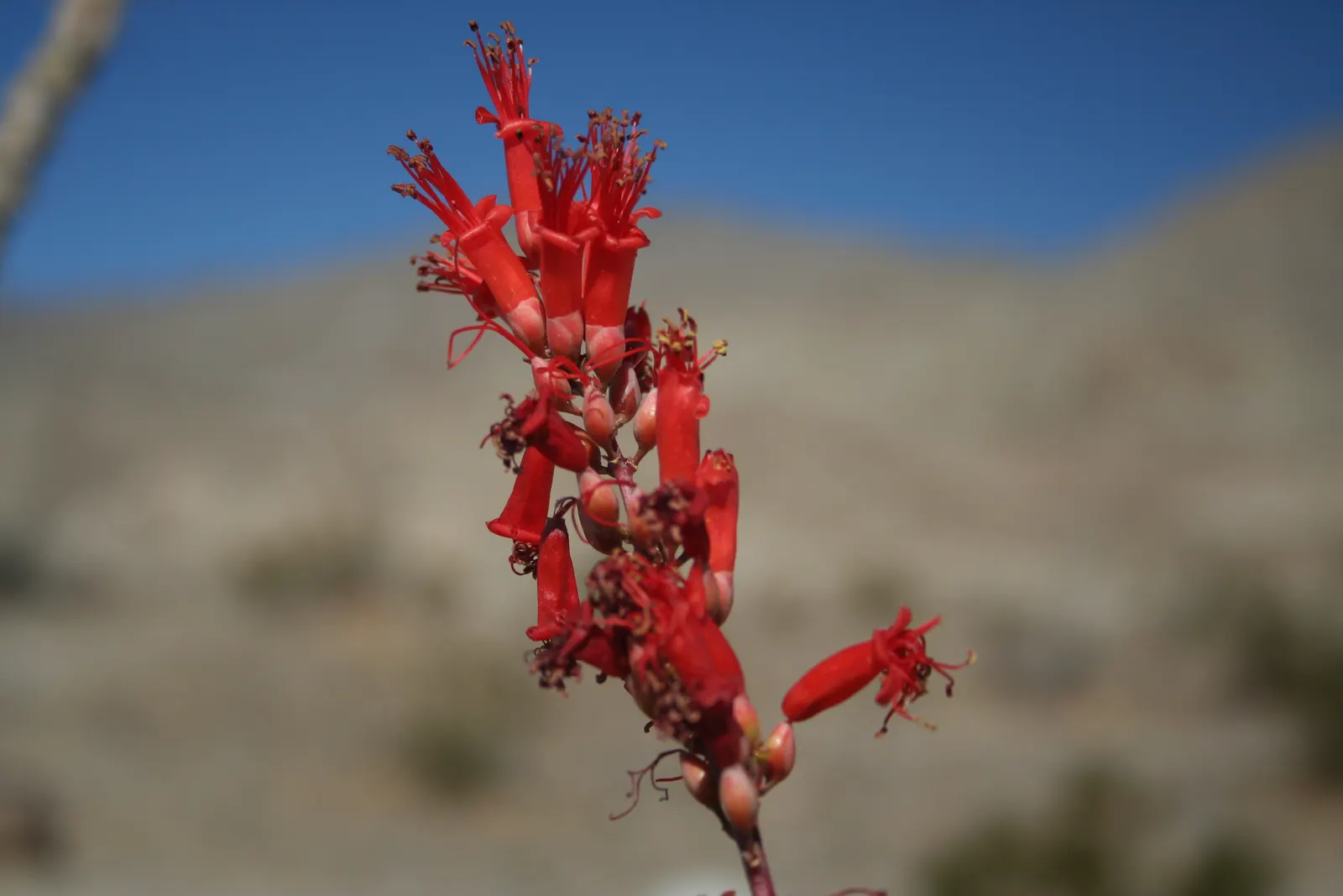 Ocotillo, Coachman's Whip (Fouquieria Splendens) — is a distinctive plant native to the Southwestern United States and Northern Mexico; hardiness, image 70