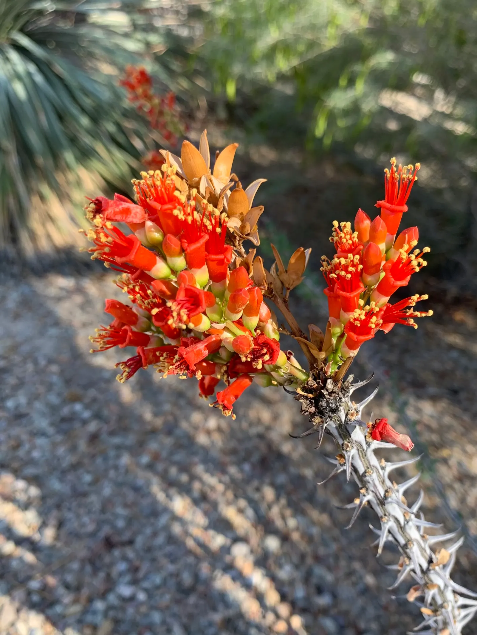 Ocotillo, Coachman's Whip (Fouquieria Splendens) — Its growth habit is characterized by a cluster of long; and are a known hummingbird attractant, image 74