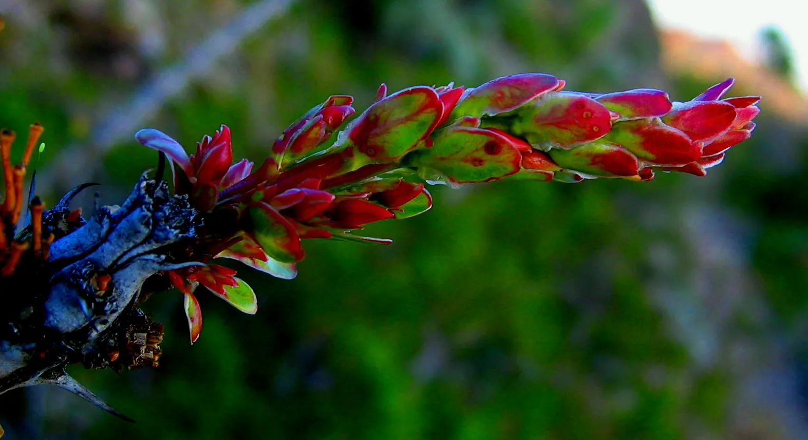 Ocotillo, Coachman's Whip (Fouquieria Splendens) — Be mindful to place it at a safe distance from pedestrian paths to avoid interaction with its, image 59