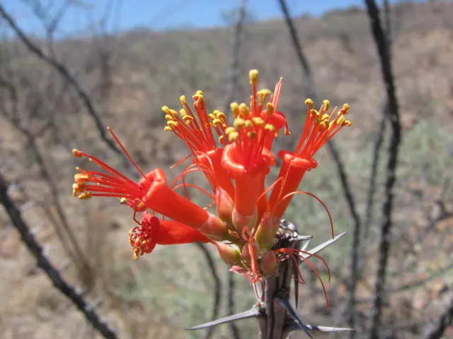 Ocotillo, Coachman's Whip (Fouquieria Splendens) — the plant boasts vibrant tubular flowers ranging from red to orange