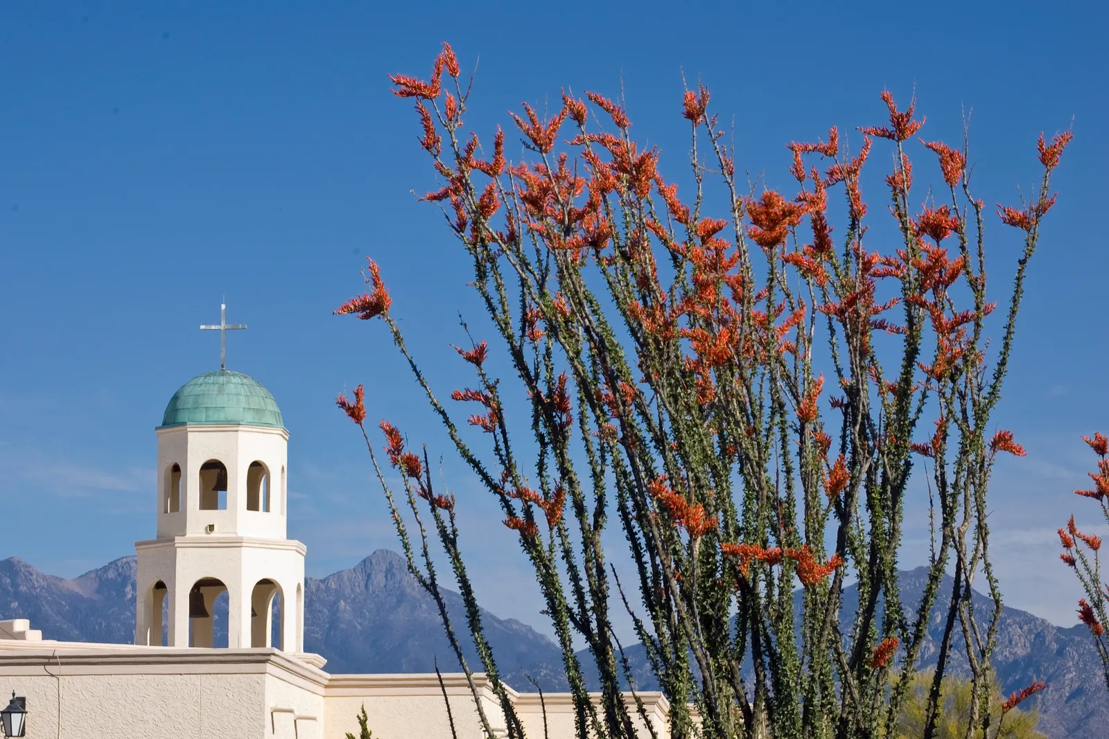 Ocotillo, Coachman's Whip (Fouquieria Splendens) — This perennial shrub can reach heights of up to 20 feet; low water needs once established, image 72
