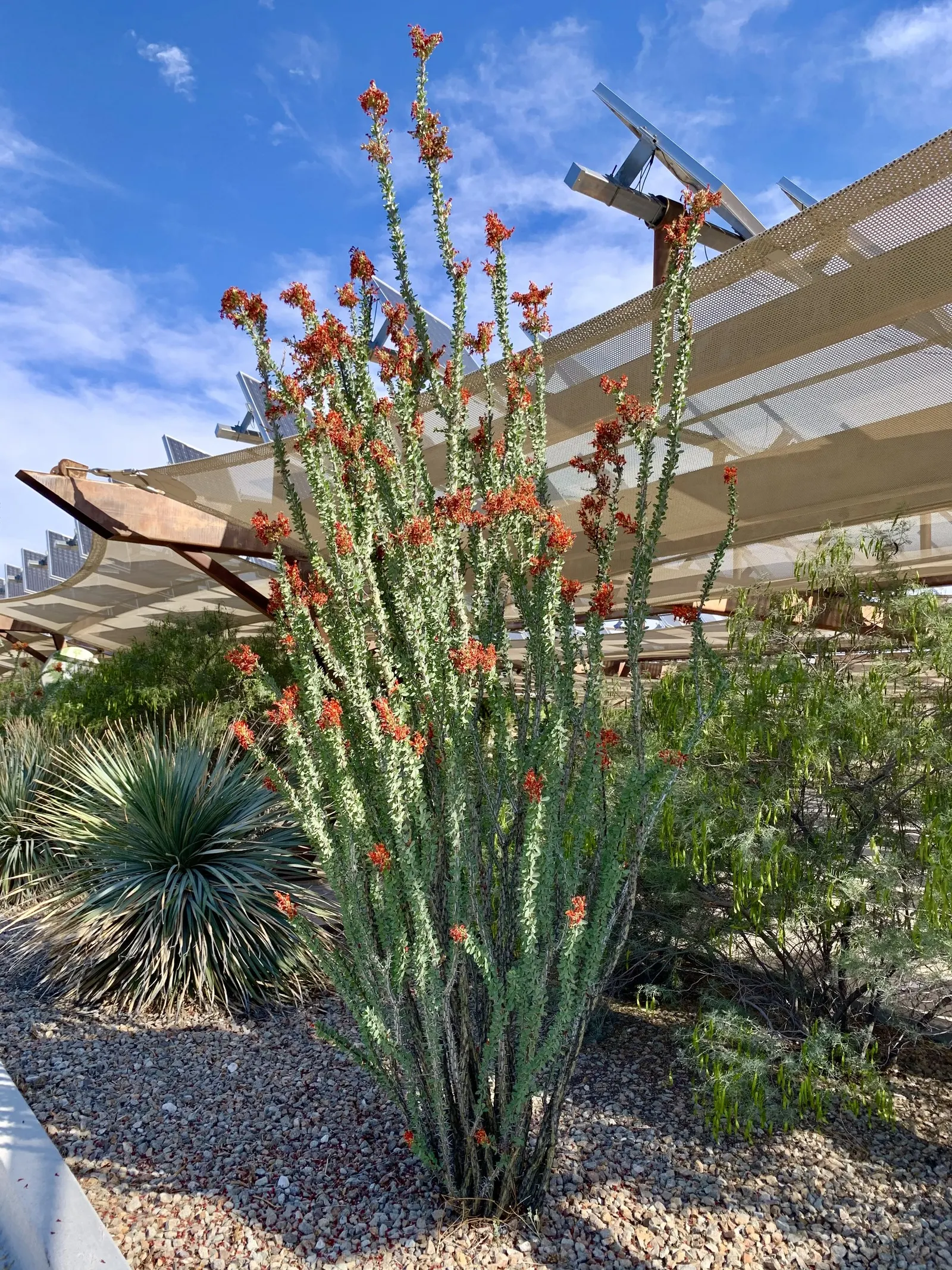 Ocotillo, Coachman's Whip (Fouquieria Splendens) — Ideal for xeriscaping, providing dramatic vertical accents in arid garden designs; is a, image 68