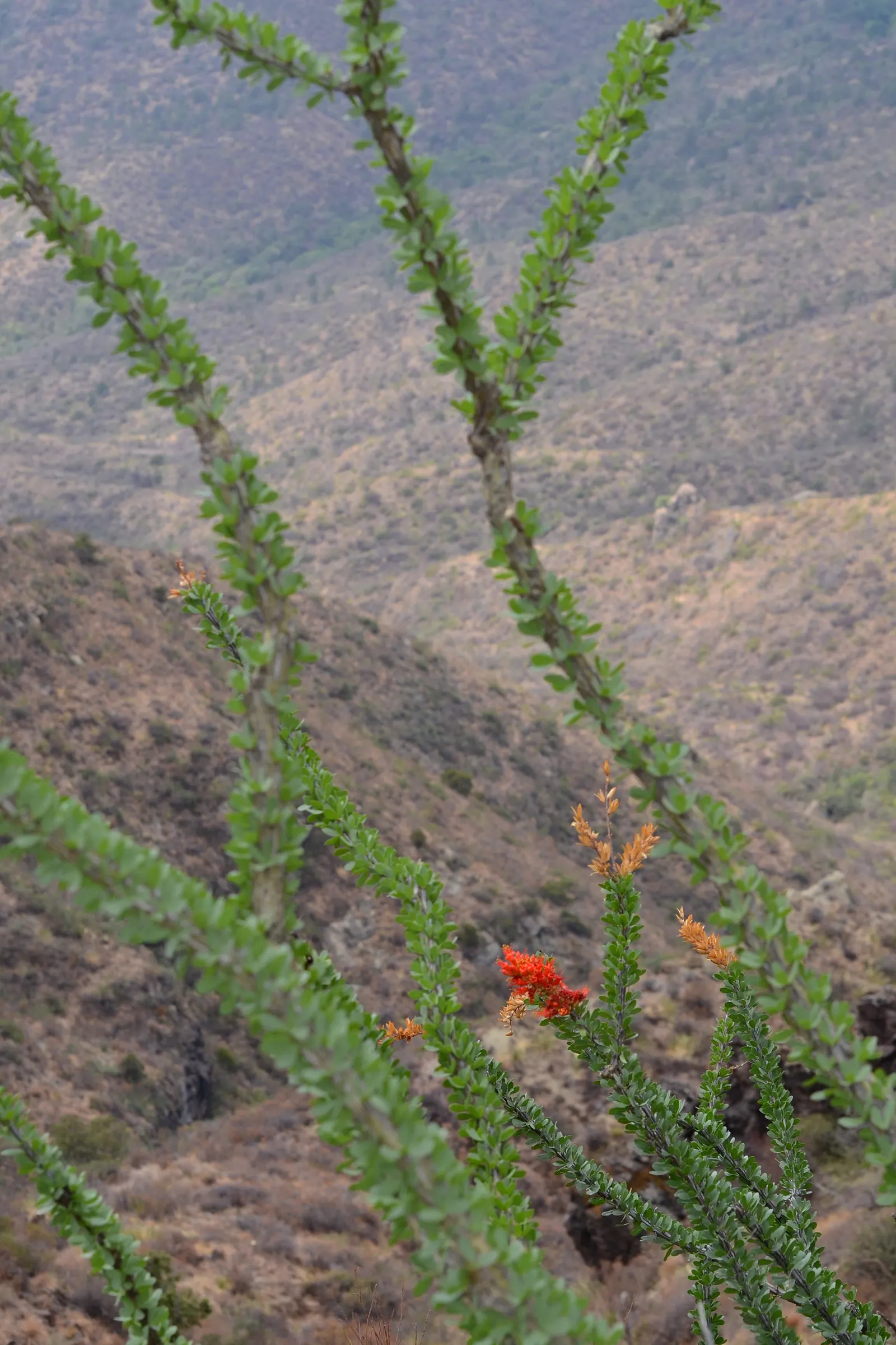 Ocotillo, Coachman's Whip (Fouquieria Splendens) — Low water needs once established; the Ocotillo (Fouquieria splendens), image 67