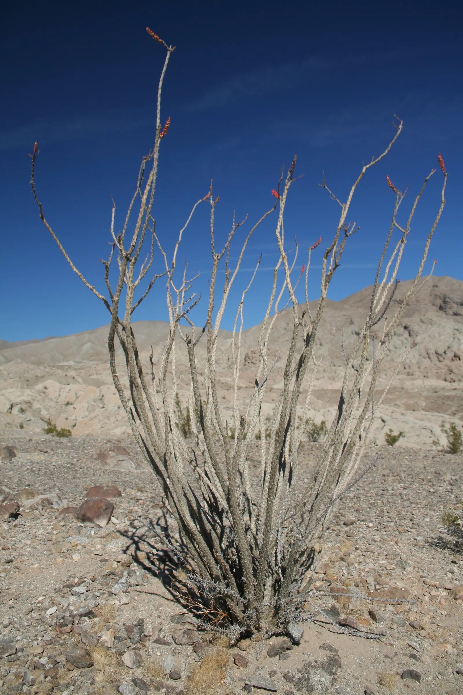Ocotillo, Coachman's Whip (Fouquieria Splendens) — with a spread of approximately 10 feet when fully mature