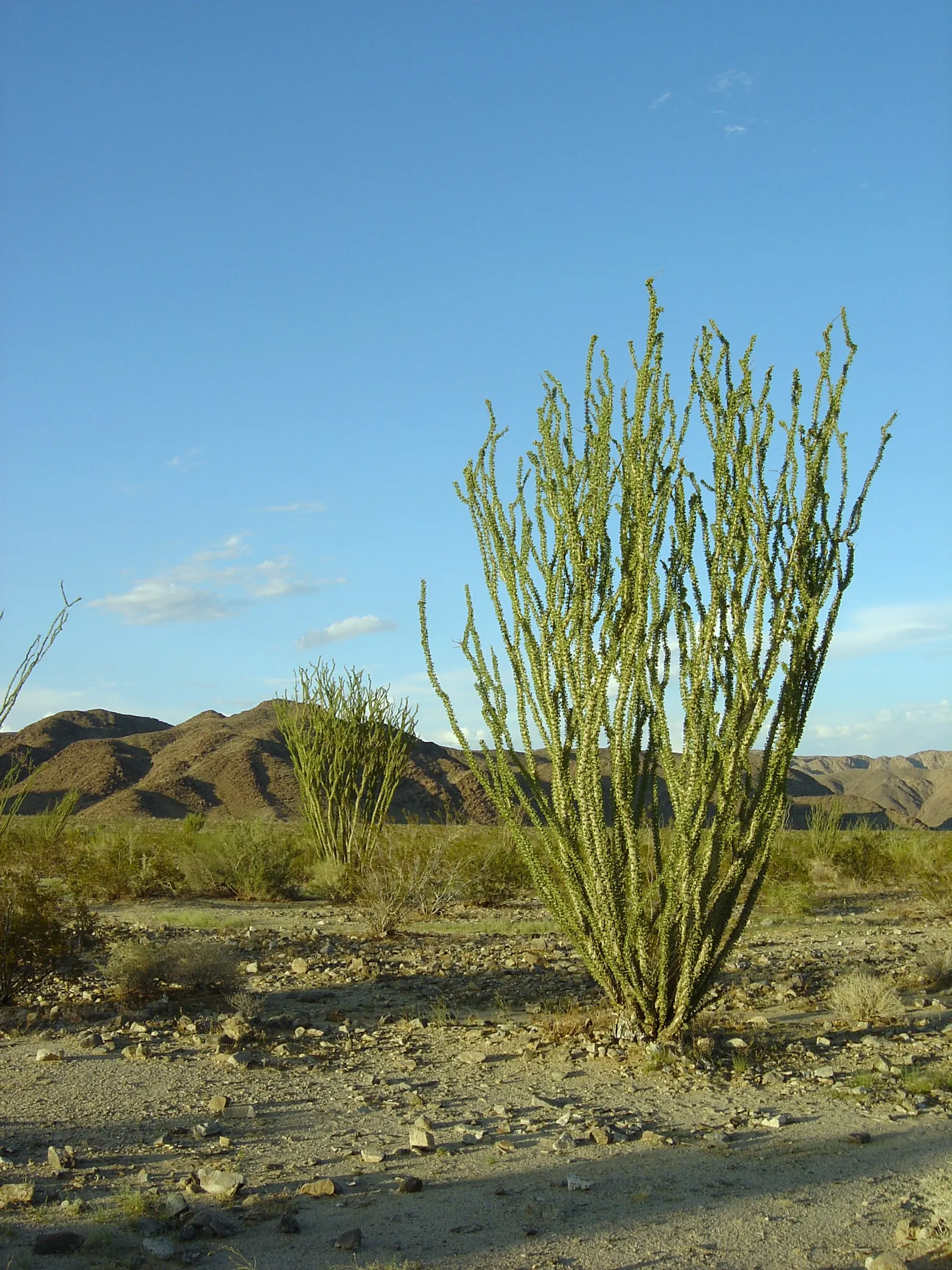 Ocotillo, Coachman's Whip (Fouquieria Splendens) — whip-like canes that burst with fiery red tubular flowers after rainfall; which typically bloom, image 65