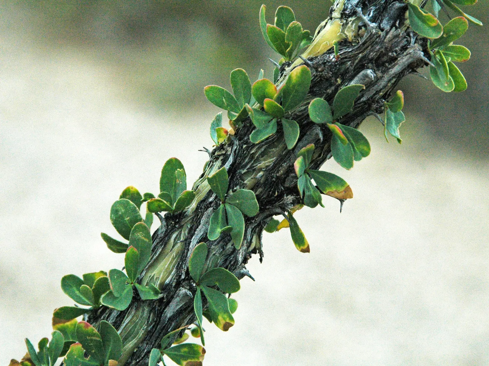 Ocotillo, Coachman's Whip (Fouquieria Splendens) — Its growth habit is characterized by a cluster of long
