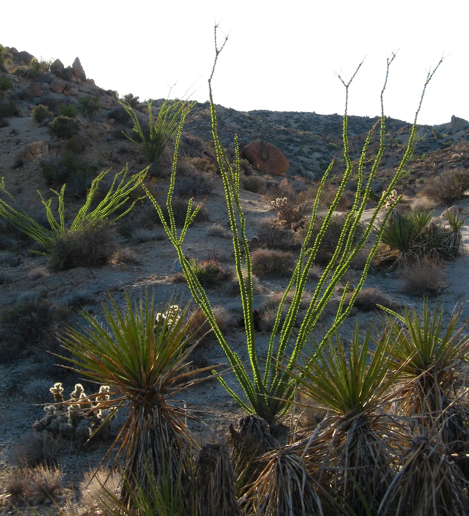 Ocotillo, Coachman's Whip (Fouquieria Splendens) — oval-shaped leaves along these canes