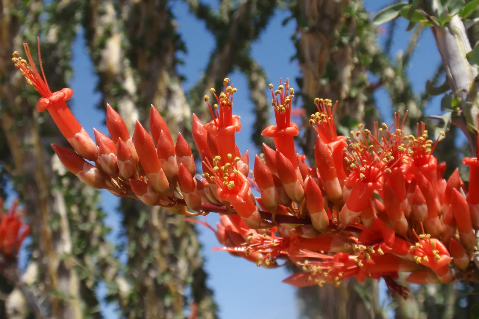 Ocotillo, Coachman's Whip (Fouquieria Splendens) — succulent for full; be mindful to place it at a safe distance from pedestrian paths to avoid interaction