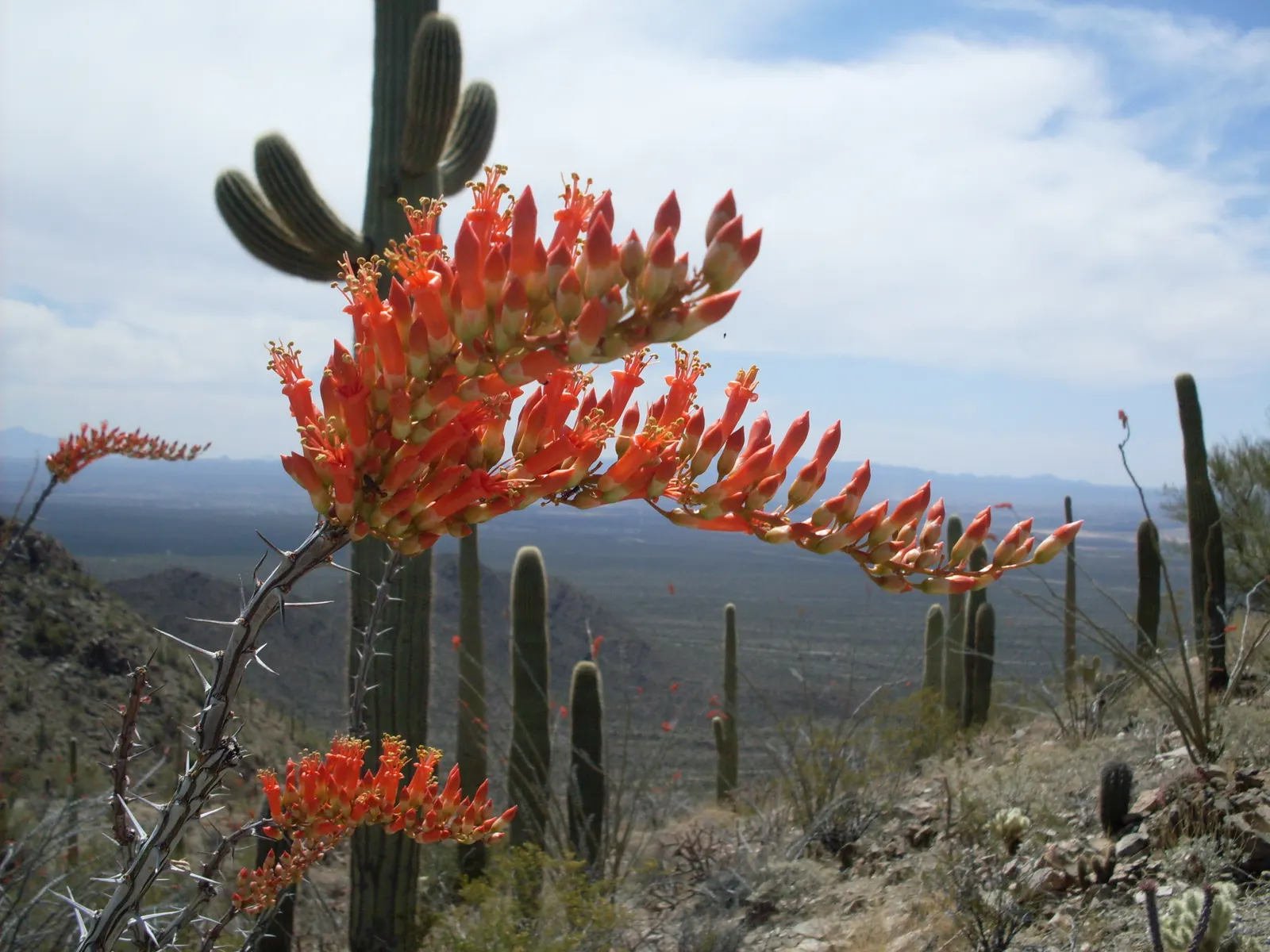 Ocotillo, Coachman's Whip (Fouquieria Splendens) — which typically bloom from March to June