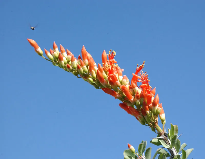 Ocotillo, Coachman's Whip (Fouquieria Splendens) — oval-shaped leaves along these canes; is a striking desert plant native to the Southwest USA