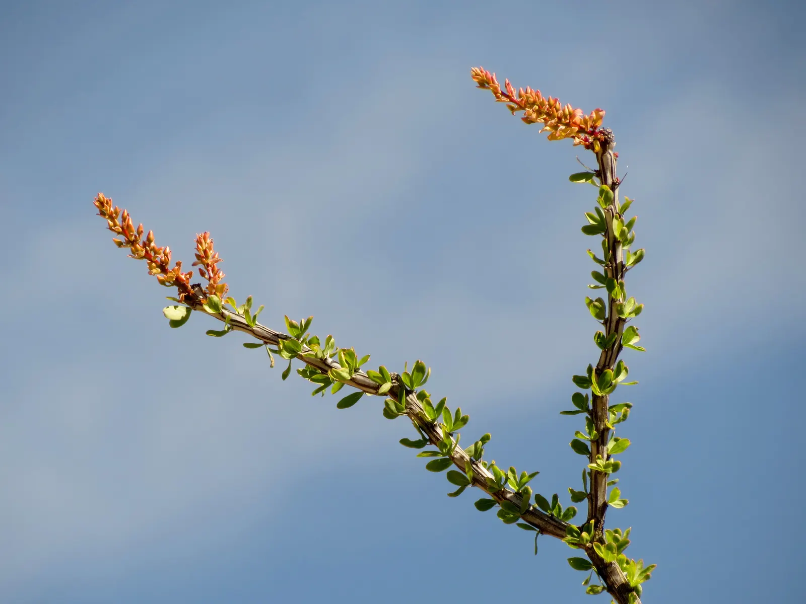 Ocotillo, Coachman's Whip (Fouquieria Splendens) — which can swiftly fall off in response to drought; known for its striking appearance and, image 77
