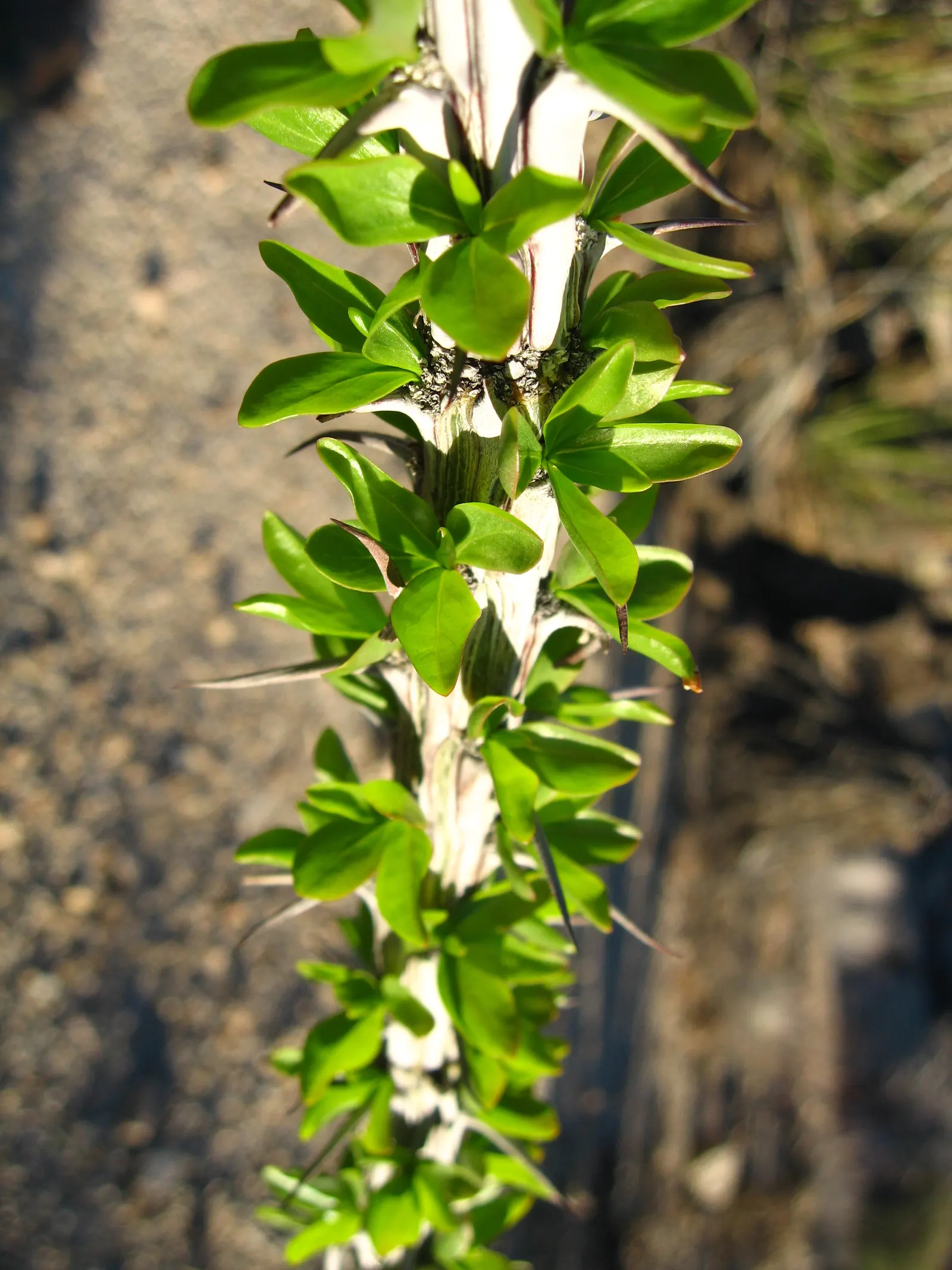 Ocotillo, Coachman's Whip (Fouquieria Splendens) — is a distinctive plant native to the Southwestern United States and Northern Mexico