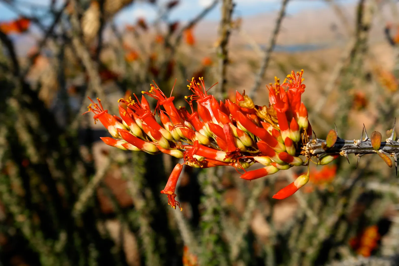 Ocotillo, Coachman's Whip (Fouquieria Splendens) — Ideal for xeriscaping, providing dramatic vertical accents in arid garden designs