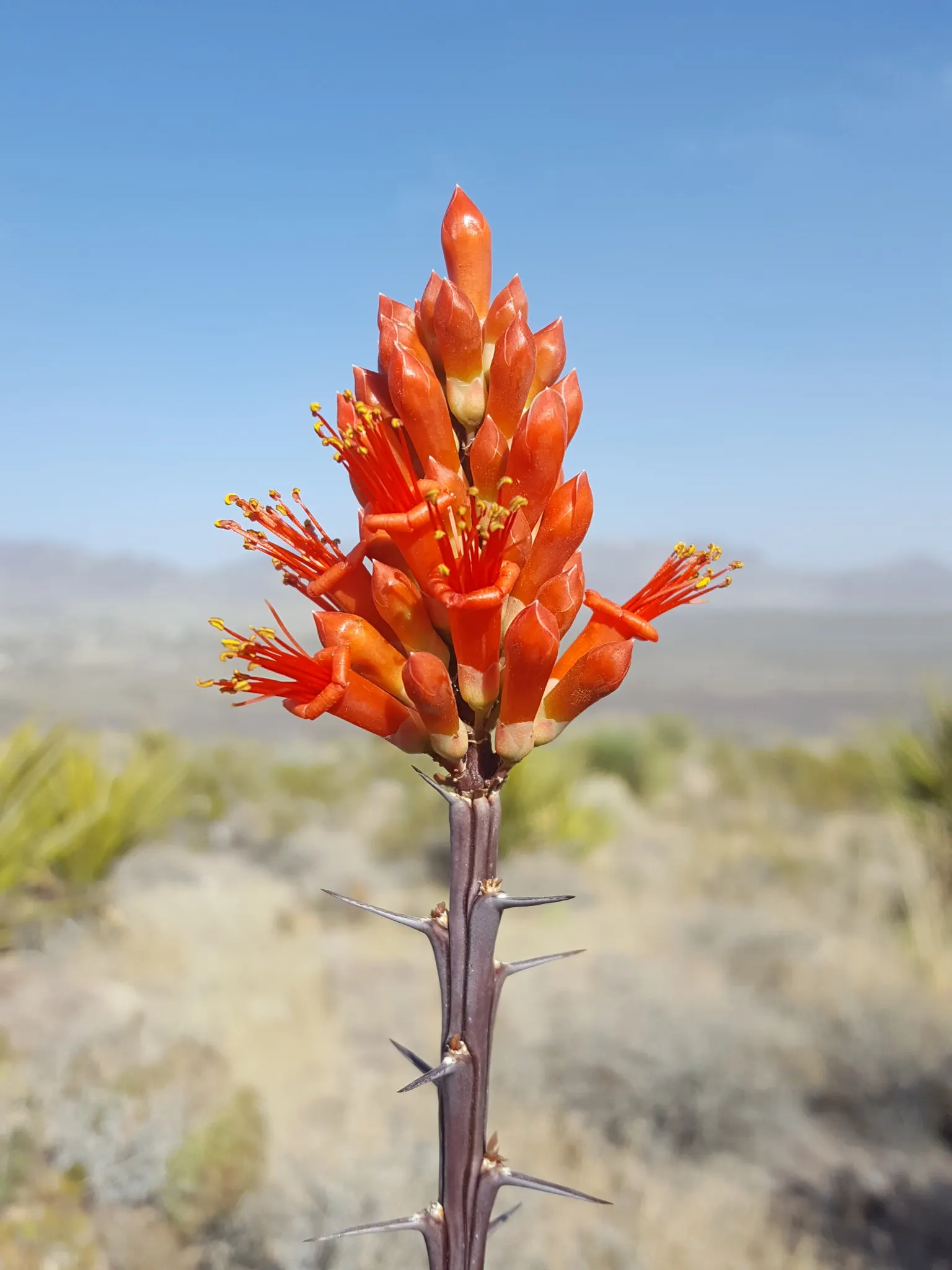 Ocotillo, Coachman's Whip (Fouquieria Splendens) — known for its striking appearance and adaptability to arid conditions