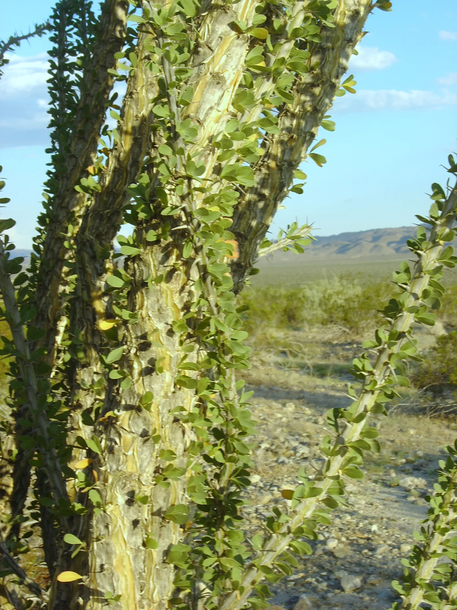 Ocotillo, Coachman's Whip (Fouquieria Splendens) — is a striking desert plant native to the Southwest USA; with a spread of approximately 10 feet, image 64