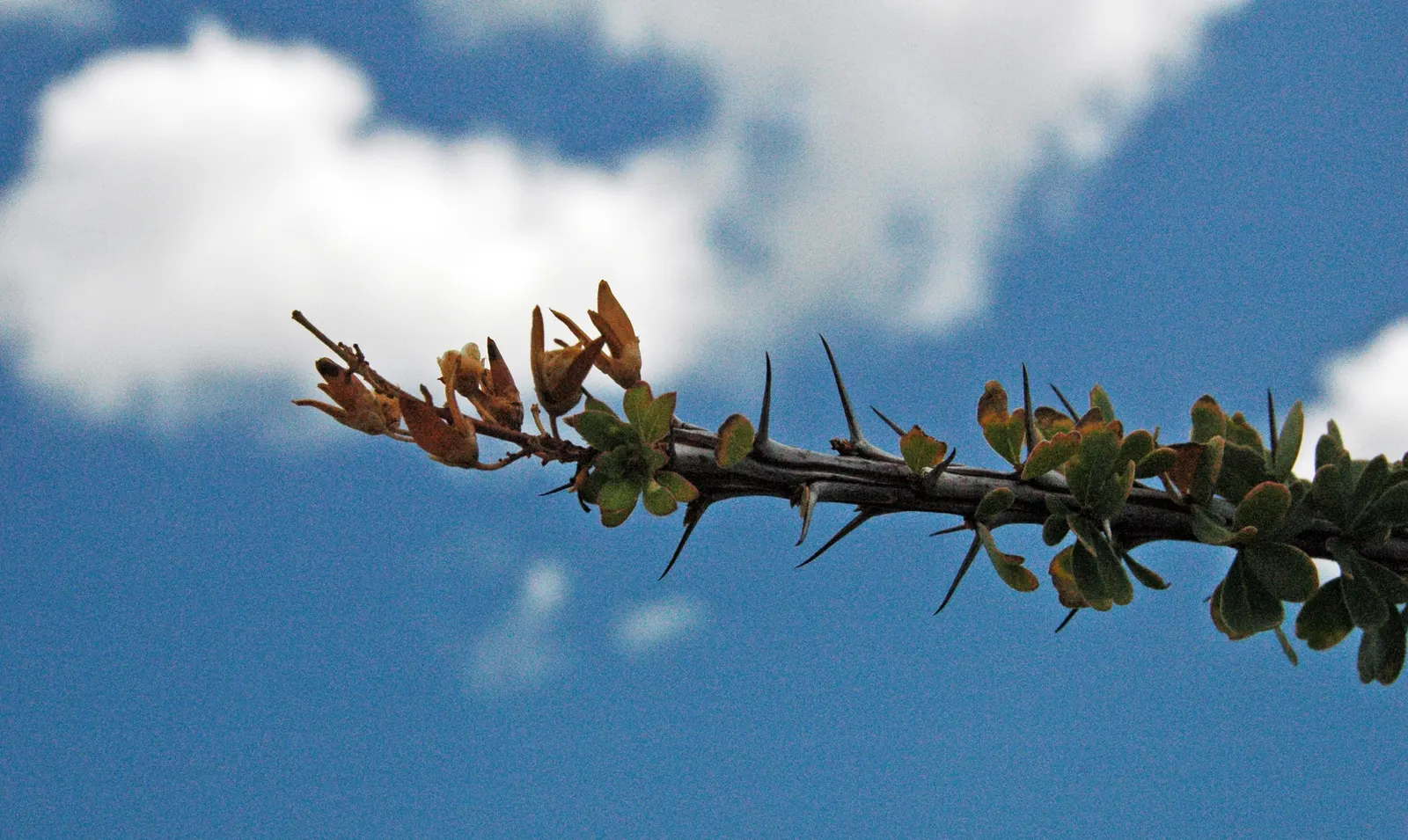 Ocotillo, Coachman's Whip (Fouquieria Splendens) — spine-covered canes that emerge from a central root crown