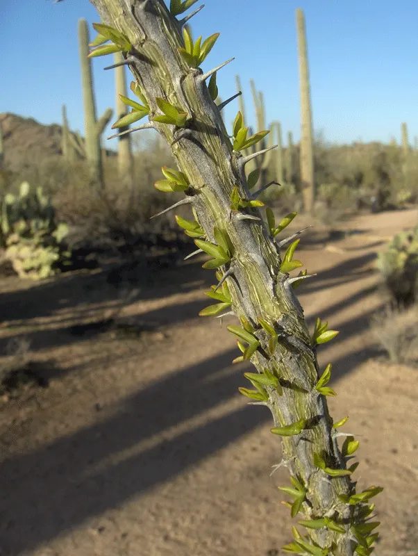 Ocotillo, Coachman's Whip (Fouquieria Splendens) — The Ocotillo (Fouquieria splendens); thrives in well-drained soils; full sun; USDA Zone 7-11
