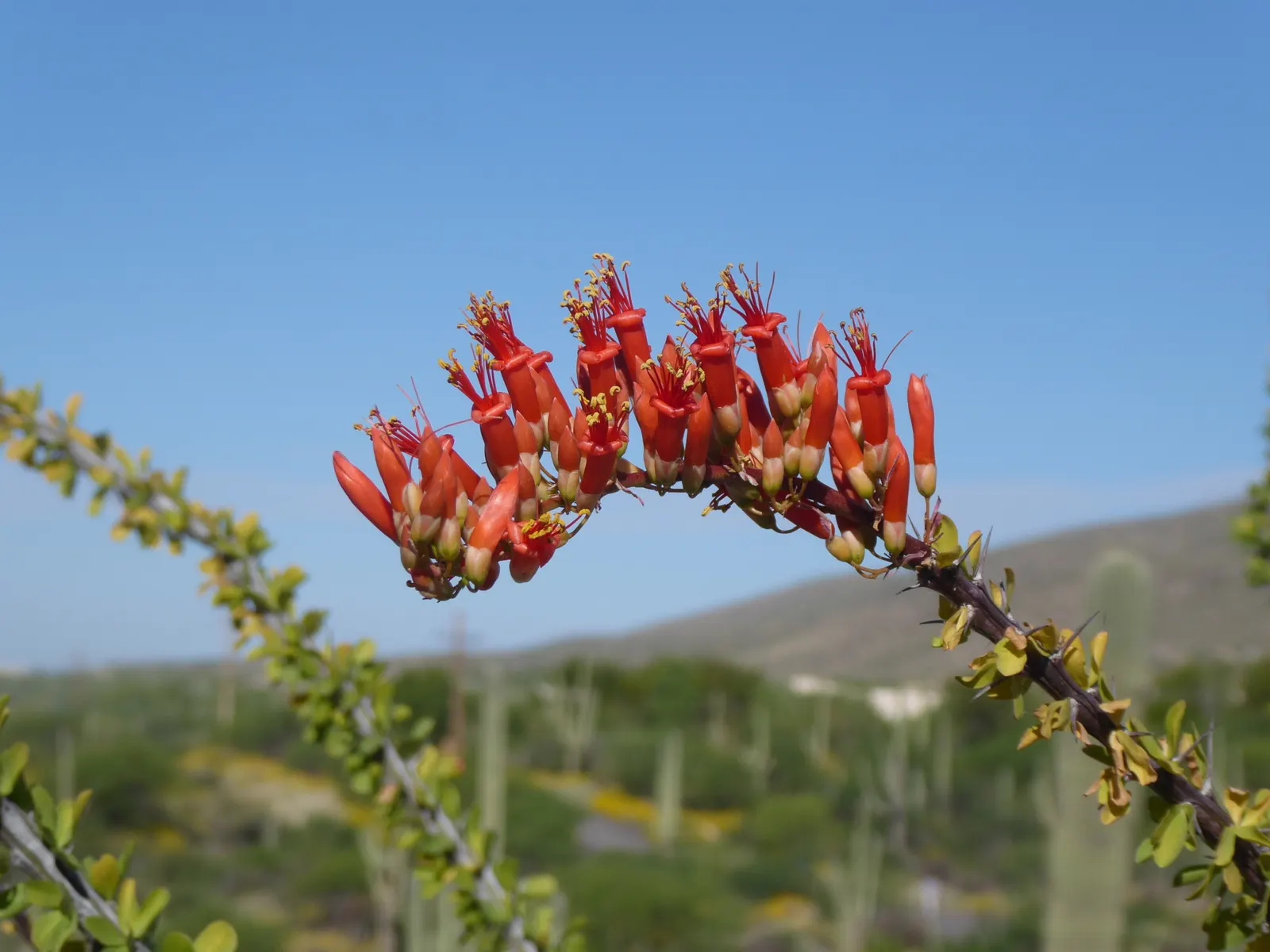 Ocotillo, Coachman's Whip (Fouquieria Splendens) — with a spread of approximately 10 feet when fully mature; its growth habit is characterized by a, image 73