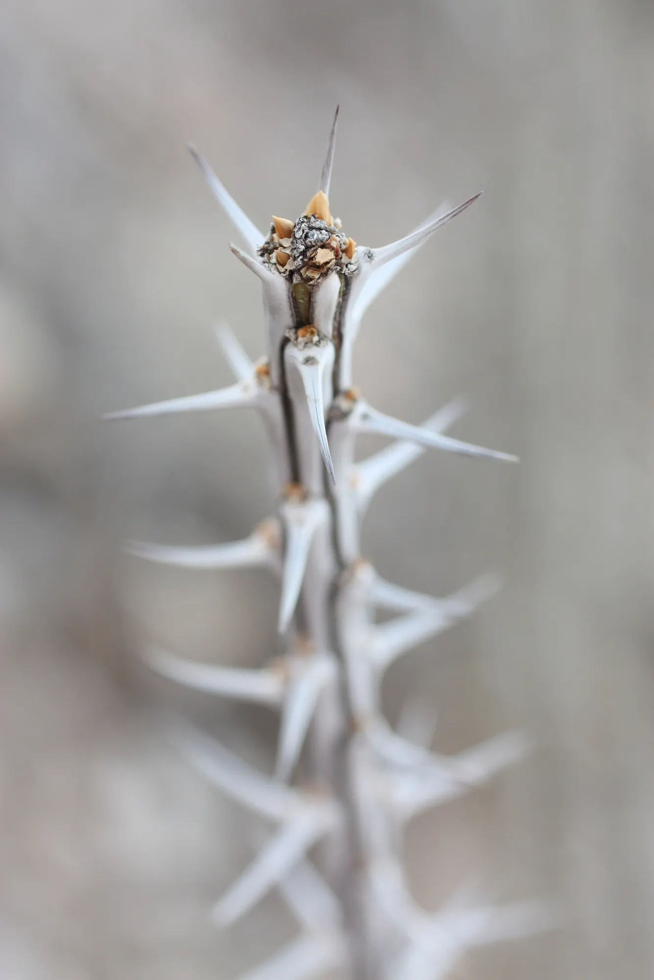 Ocotillo, Coachman's Whip (Fouquieria Splendens) — Thrives in well-drained soils; full sun; USDA Zone 7-11; consider the Ocotillo's unique, image 66