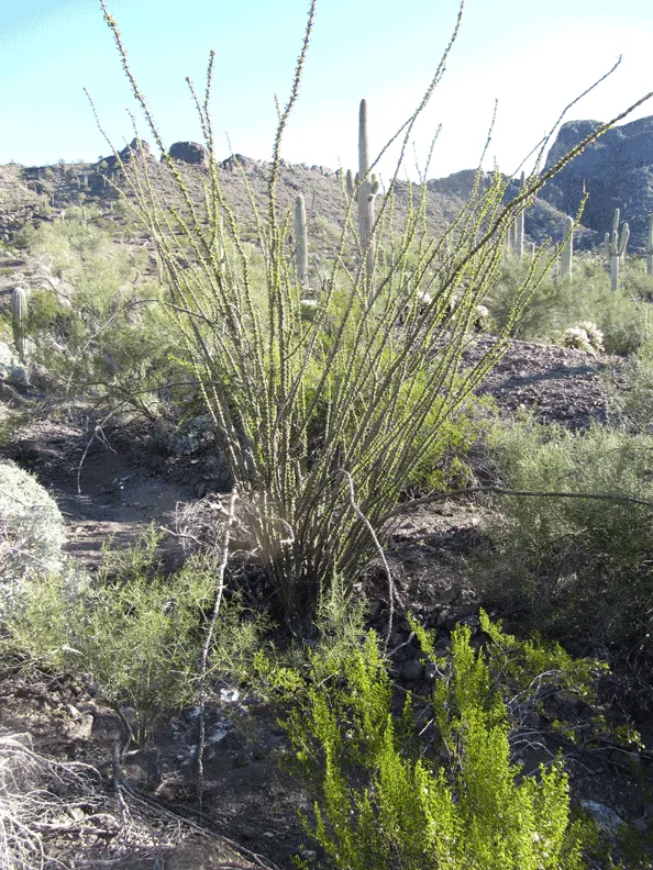 Ocotillo, Coachman's Whip (Fouquieria Splendens) — oval-shaped leaves along these canes; is a striking desert plant native to the Southwest USA, image 76