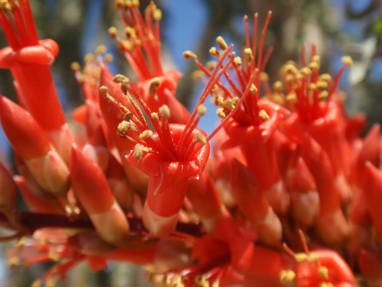 Ocotillo, Coachman's Whip (Fouquieria Splendens) — succulent with orange and red blooms; making it a perfect choice for xeriscaping or a desert-themed garden