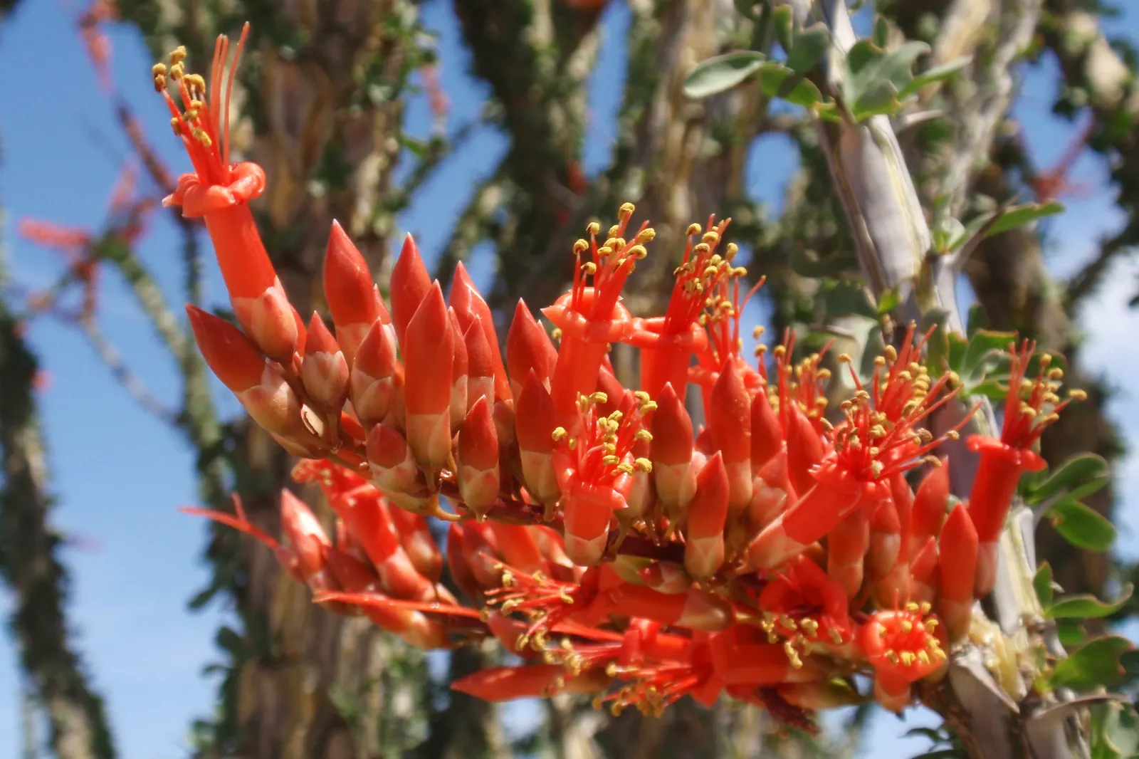 Ocotillo, Coachman's Whip (Fouquieria Splendens) — orange and red flowers in the garden; oval-shaped leaves along these canes
