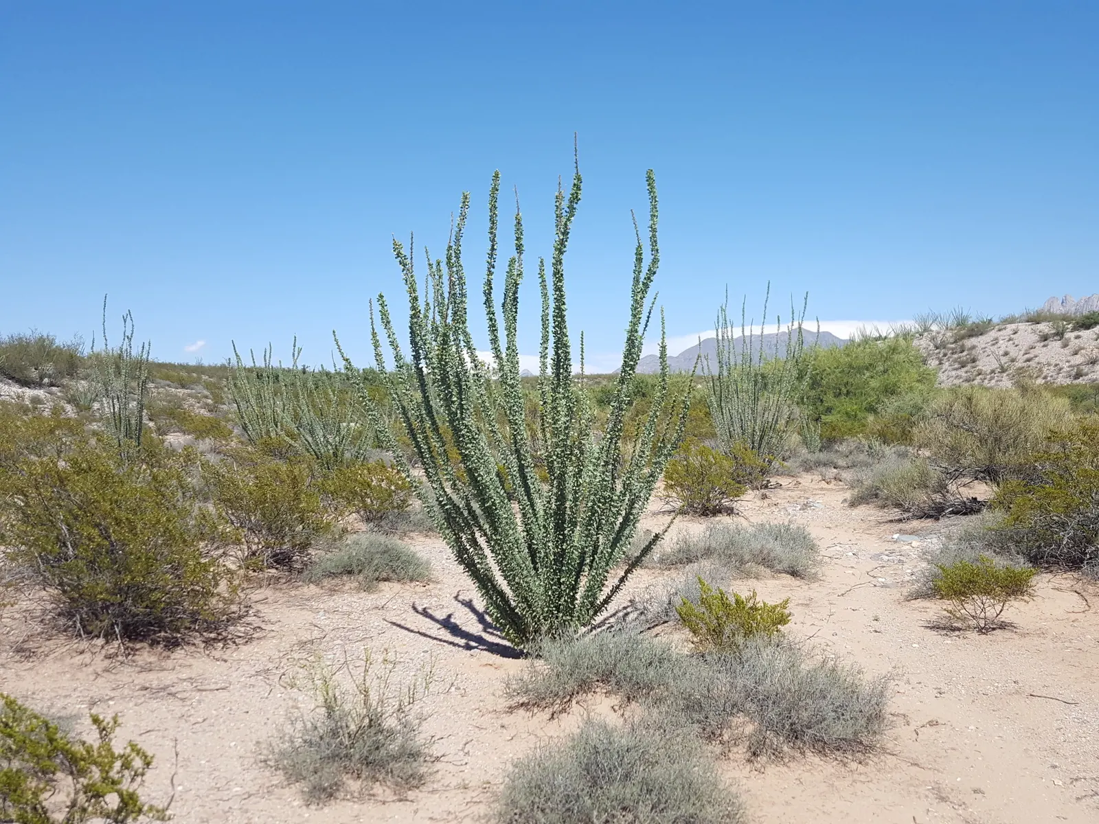 Ocotillo, Coachman's Whip (Fouquieria Splendens) — This perennial shrub can reach heights of up to 20 feet