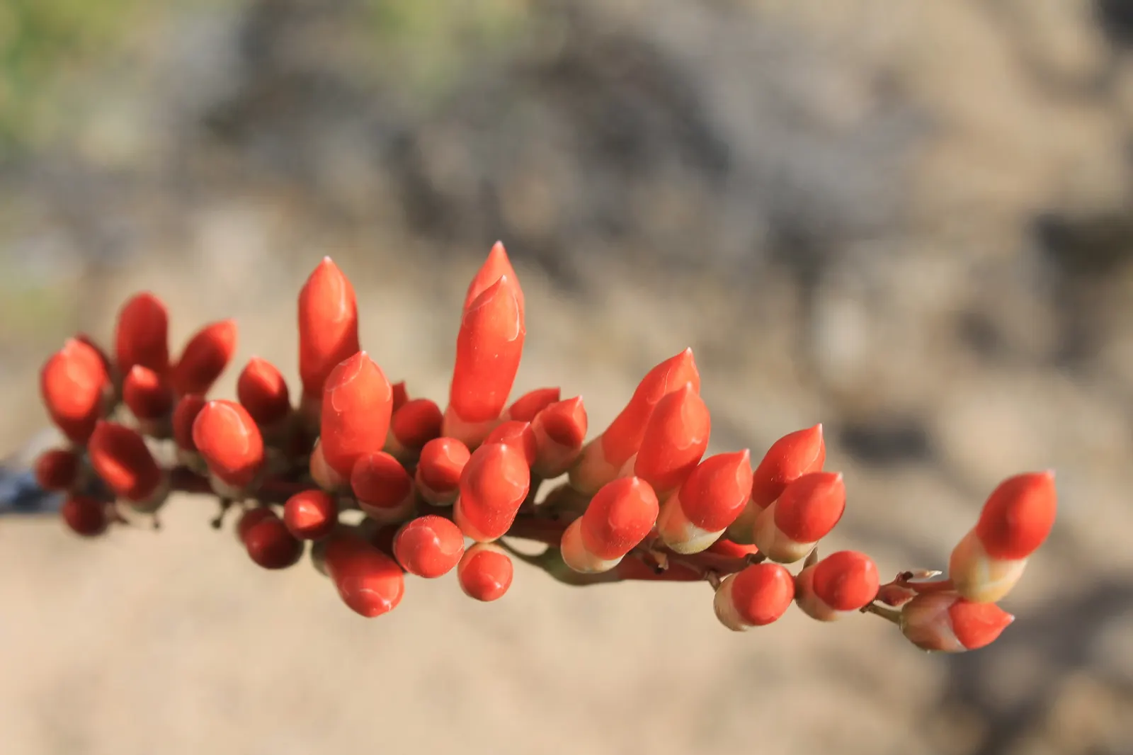 Ocotillo, Coachman's Whip (Fouquieria Splendens) — known for its striking appearance and adaptability to arid conditions; orange and red flowers in, image 71