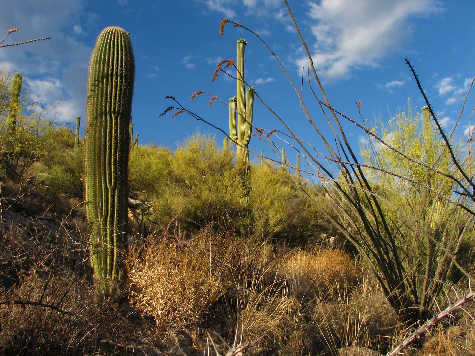 Ocotillo, Coachman's Whip (Fouquieria Splendens) — spine-covered canes that emerge from a central root crown; regular supplemental watering can, image 75
