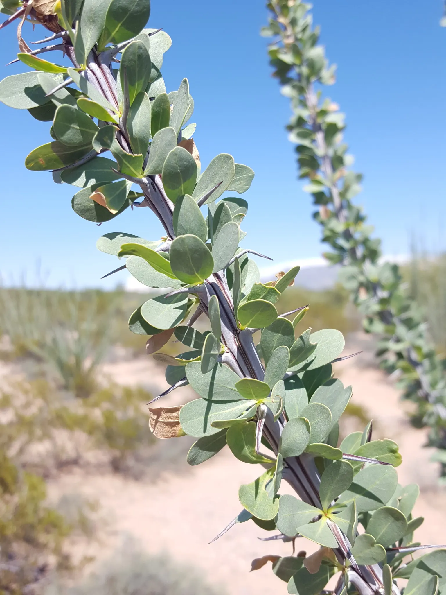 Ocotillo, Coachman's Whip (Fouquieria Splendens) — commonly referred to as Coachwhip or by its scientific name