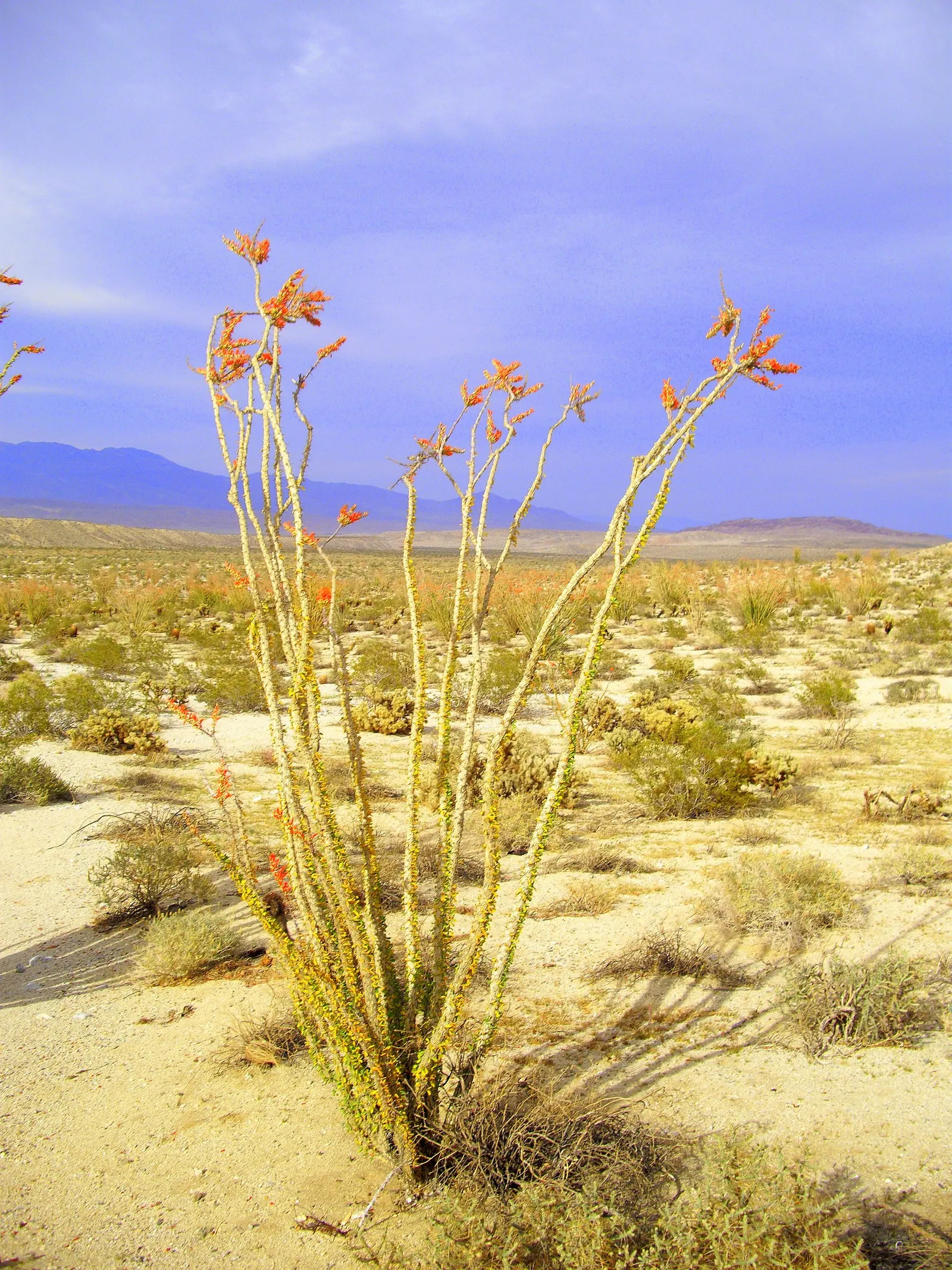 Ocotillo, Coachman's Whip (Fouquieria Splendens) — is a striking desert plant native to the Southwest USA; with a spread of approximately 10 feet when fully