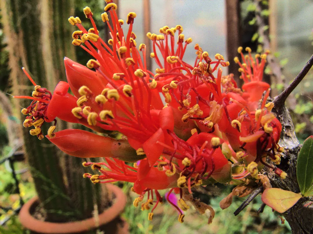 Ocotillo, Coachman's Whip (Fouquieria Splendens) — which can swiftly fall off in response to drought