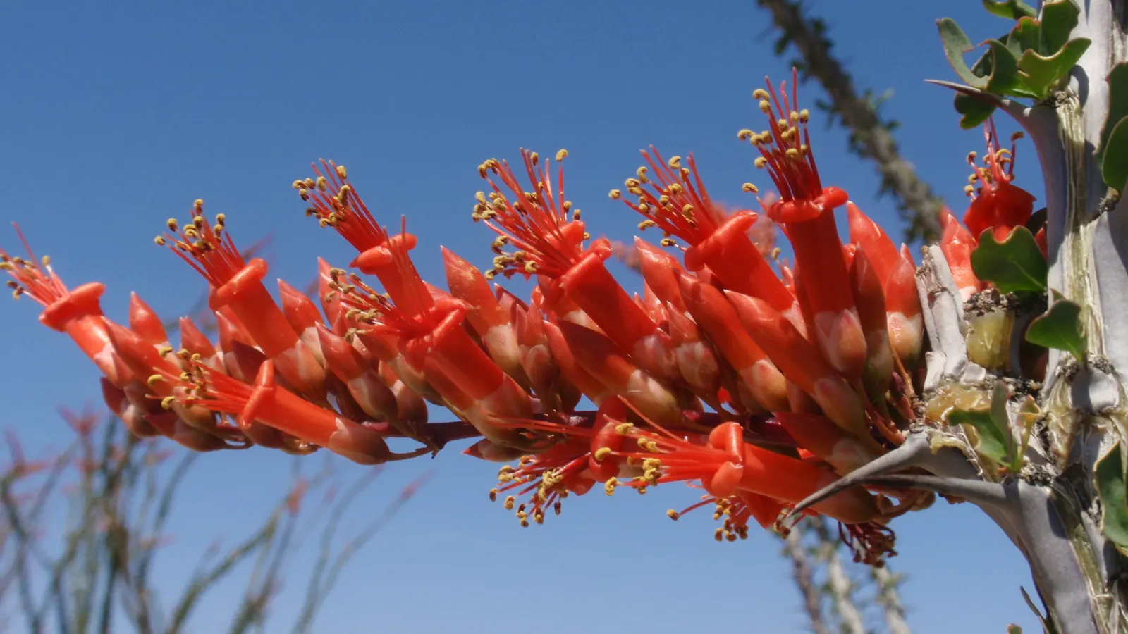 Ocotillo, Coachman's Whip (Fouquieria Splendens) — The Ocotillo (Fouquieria splendens); thrives in well-drained soils; full sun; USDA Zone 7-11, image 63