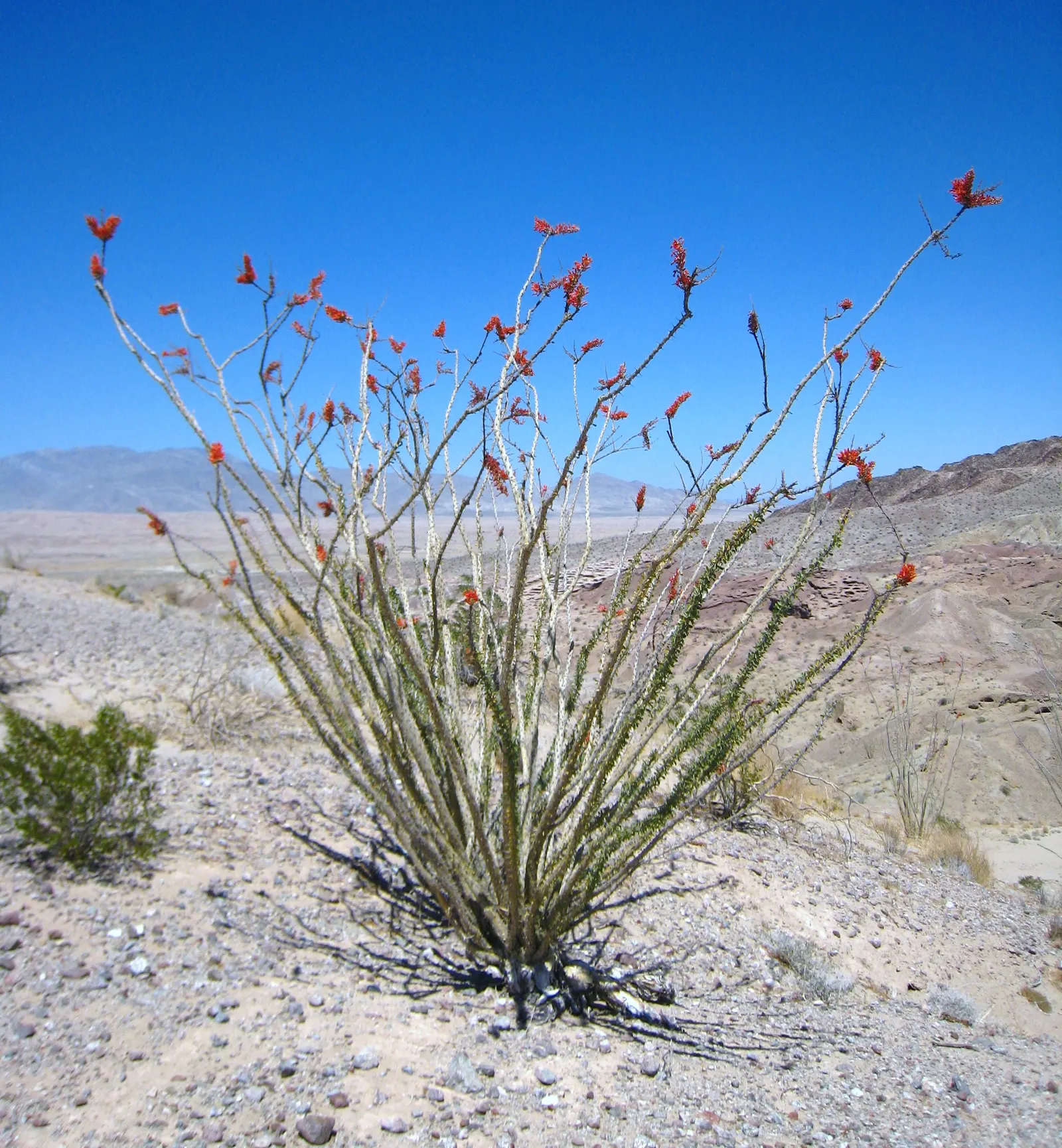 Ocotillo, Coachman's Whip (Fouquieria Splendens) — succulent with orange and red blooms