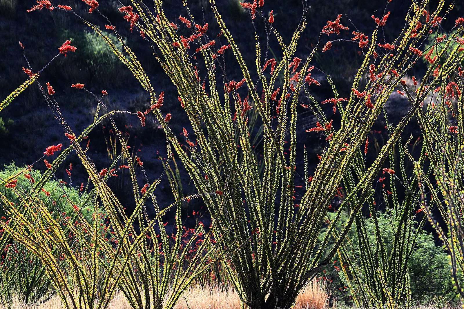 Ocotillo, Coachman's Whip (Fouquieria Splendens) — With minimal water requirements once established