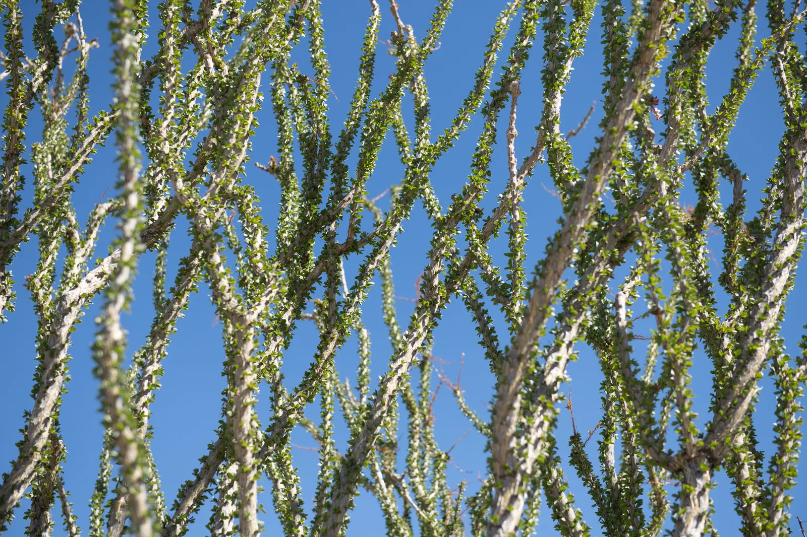 Ocotillo, Coachman's Whip (Fouquieria Splendens) — and are a known hummingbird attractant; ideal for xeriscaping, providing dramatic vertical accents in arid