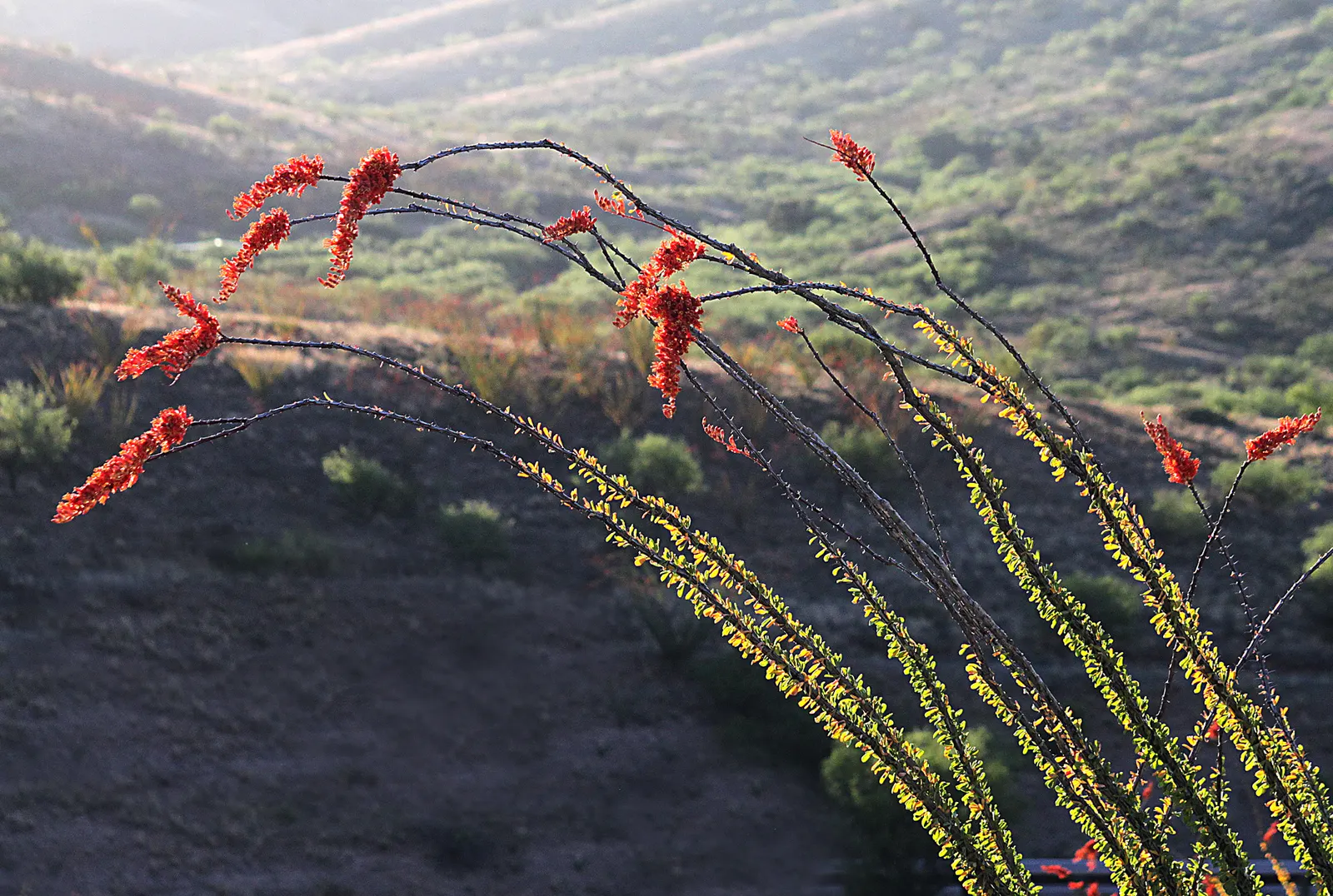 Ocotillo, Coachman's Whip (Fouquieria Splendens) — conserving vital moisture.<br><br>About 1.5 to 2 inches long